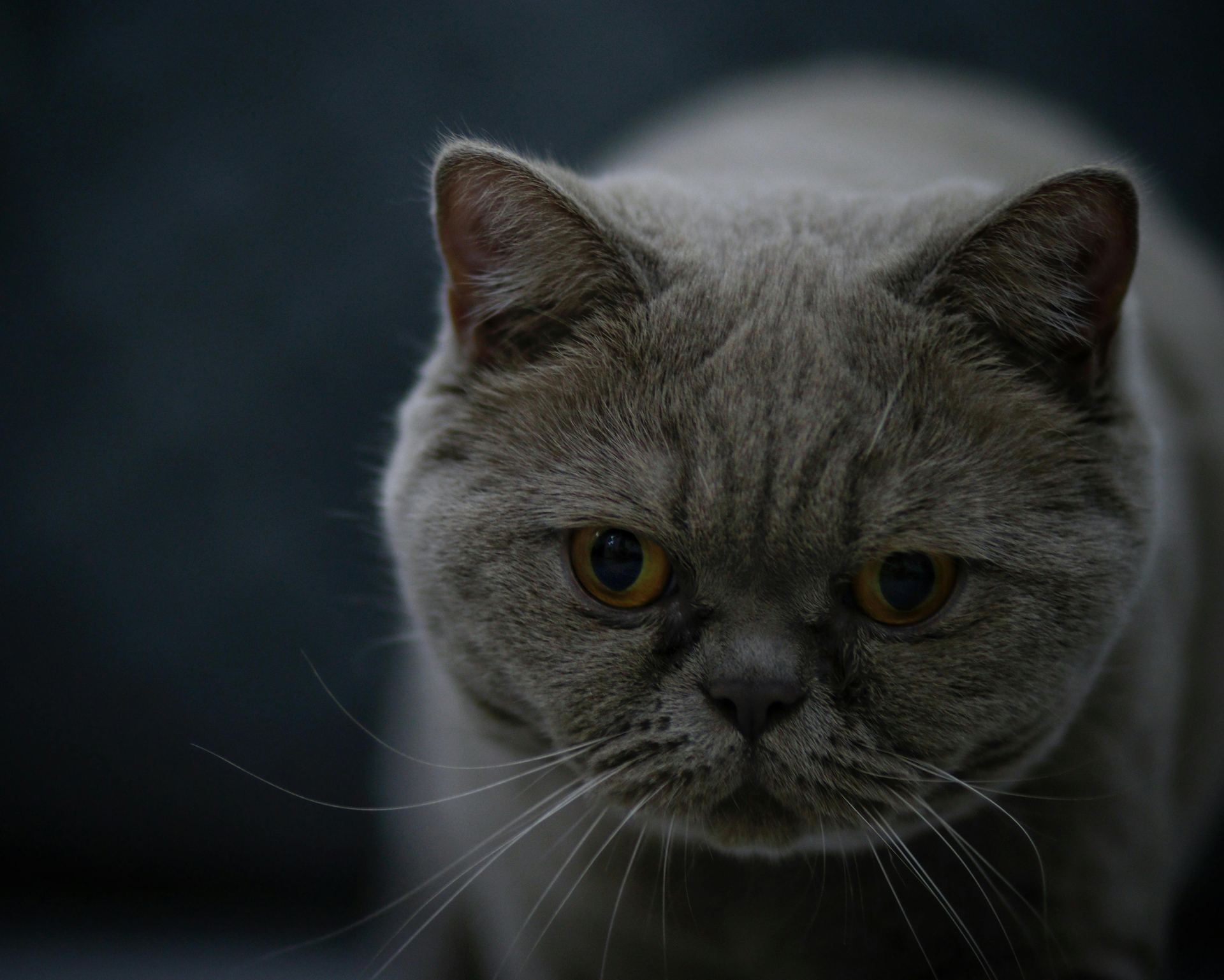 Buy British Short Hair Kittens in Alluri Sitharama Raju
