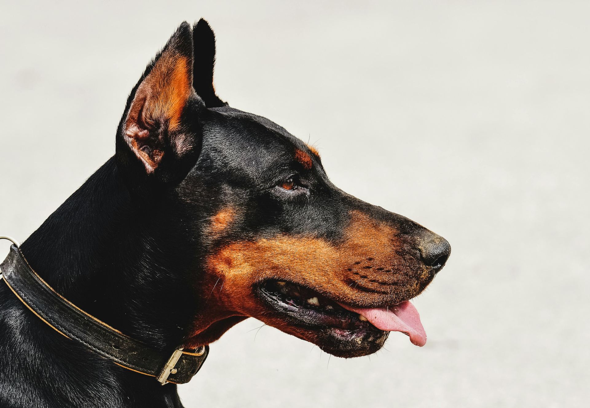 Doberman Pinscher Puppy puppy in Alluri Sitharama Raju