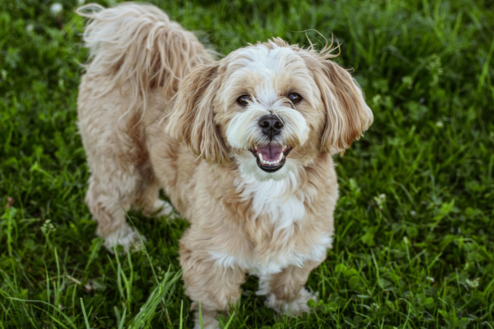 Lhasa Apso Puppies breeder in Tapi - Photo 3