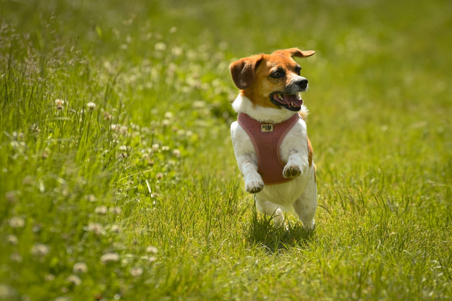 Jack Russell Terrier Puppy for sale in Bareilly, Uttar Pradesh - Photo 2