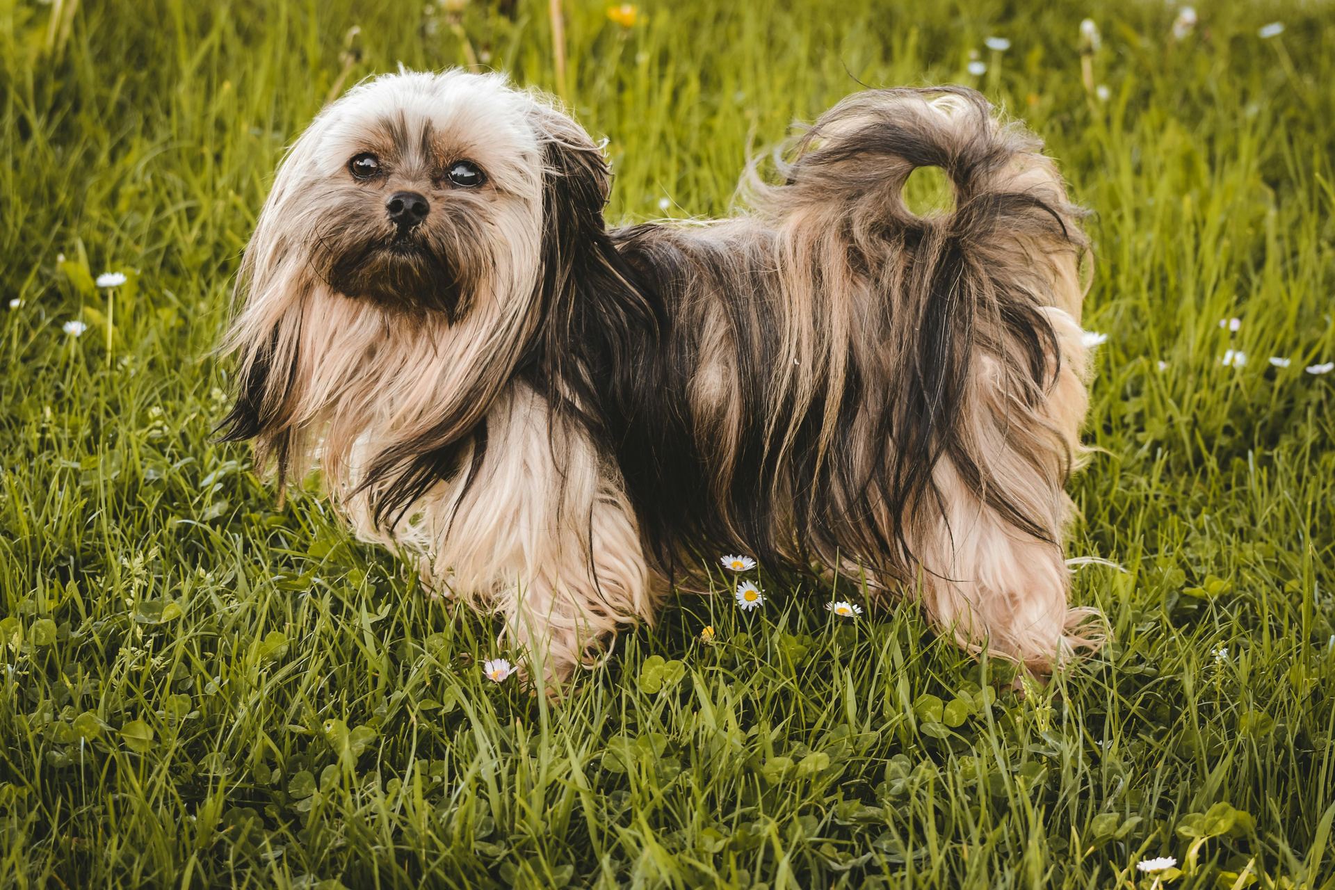 Lhasa Apso Puppies for sale in Tapi, Gujarat - Photo 2