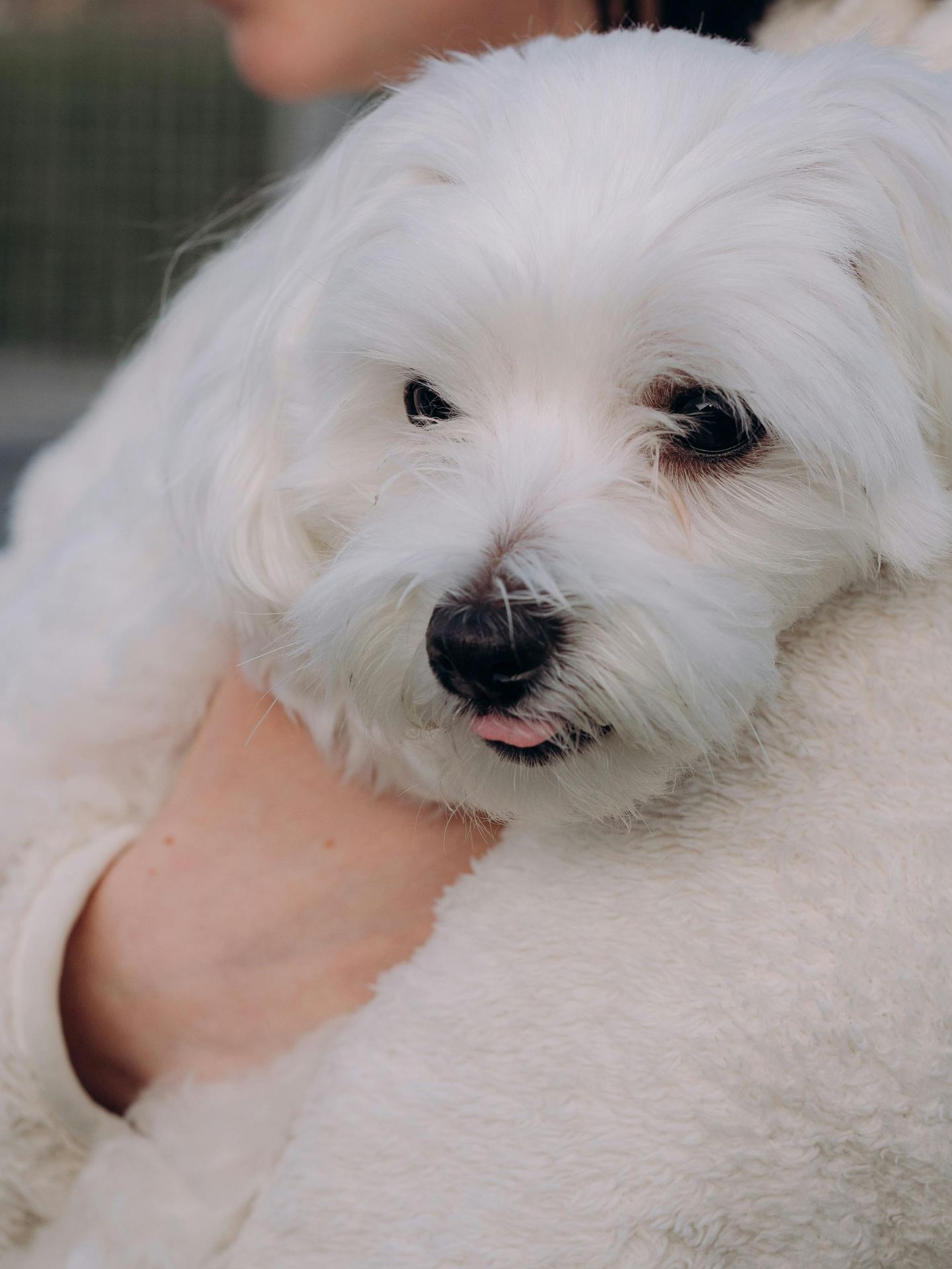 Maltese Puppy | White puppy in Rupnagar