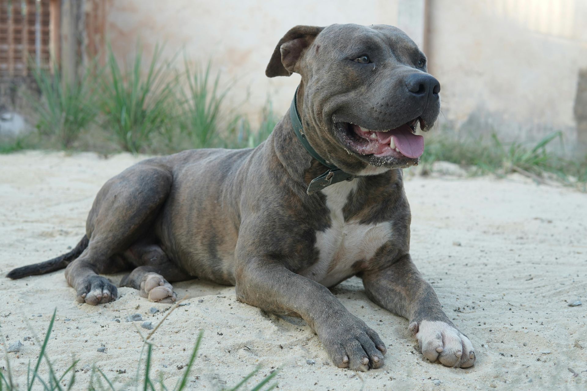 Cane Corso Puppy available in Alluri Sitharama Raju