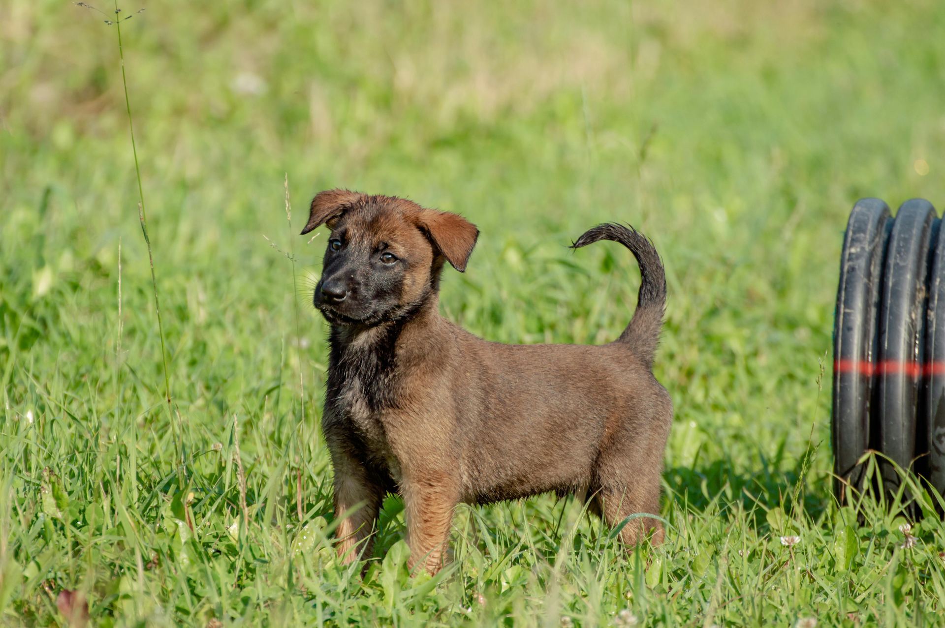 Belgian Malinois Puppy available in Koderma