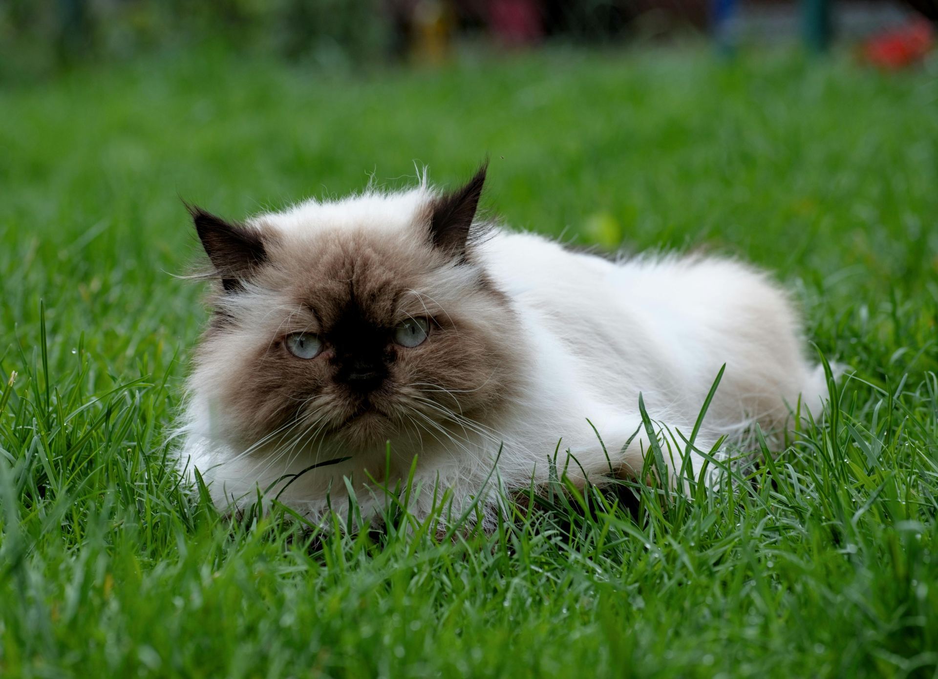 Himalayan Kittens kitten available in Anakapalli