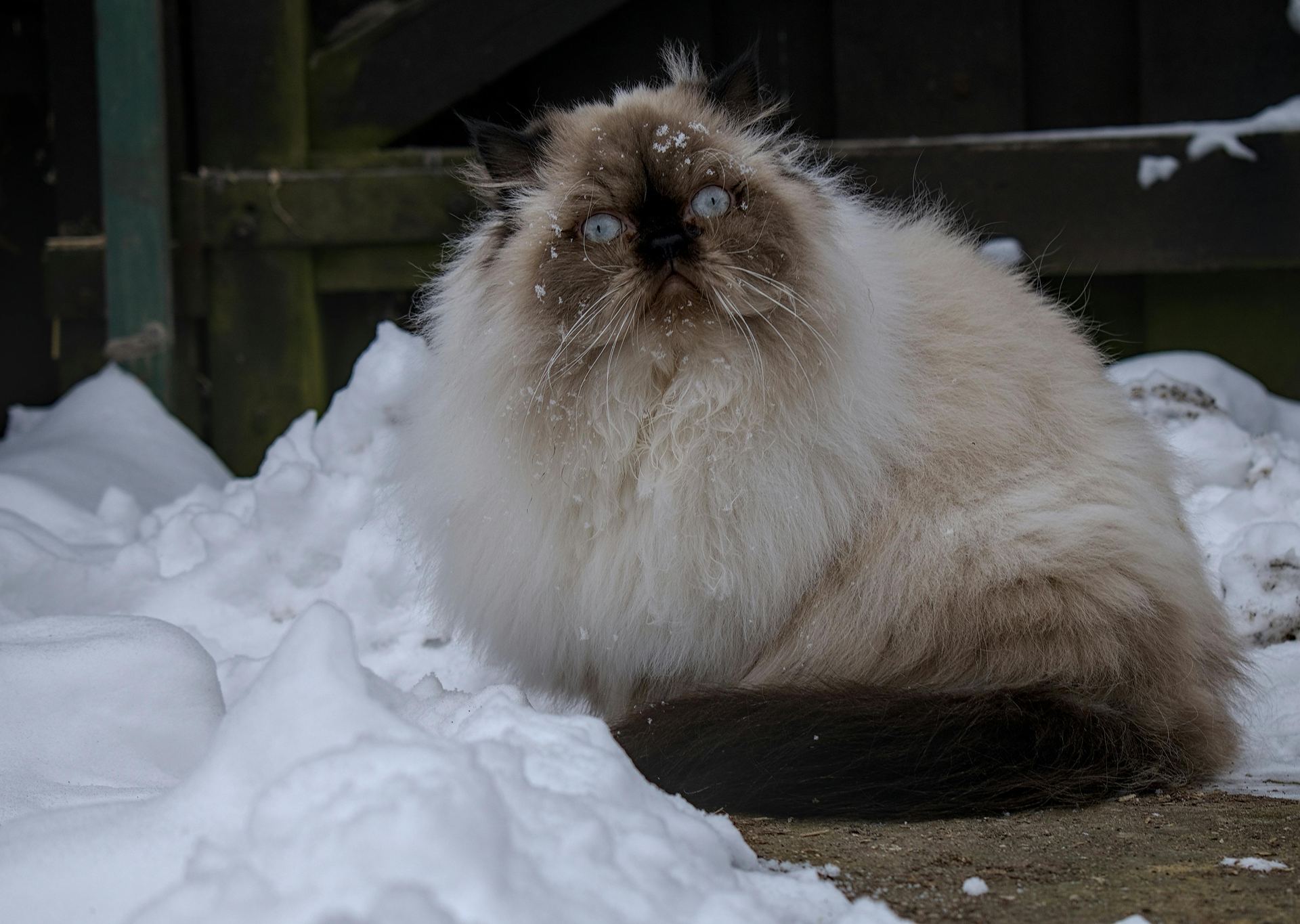 Buy Himalayan Kittens in Anakapalli