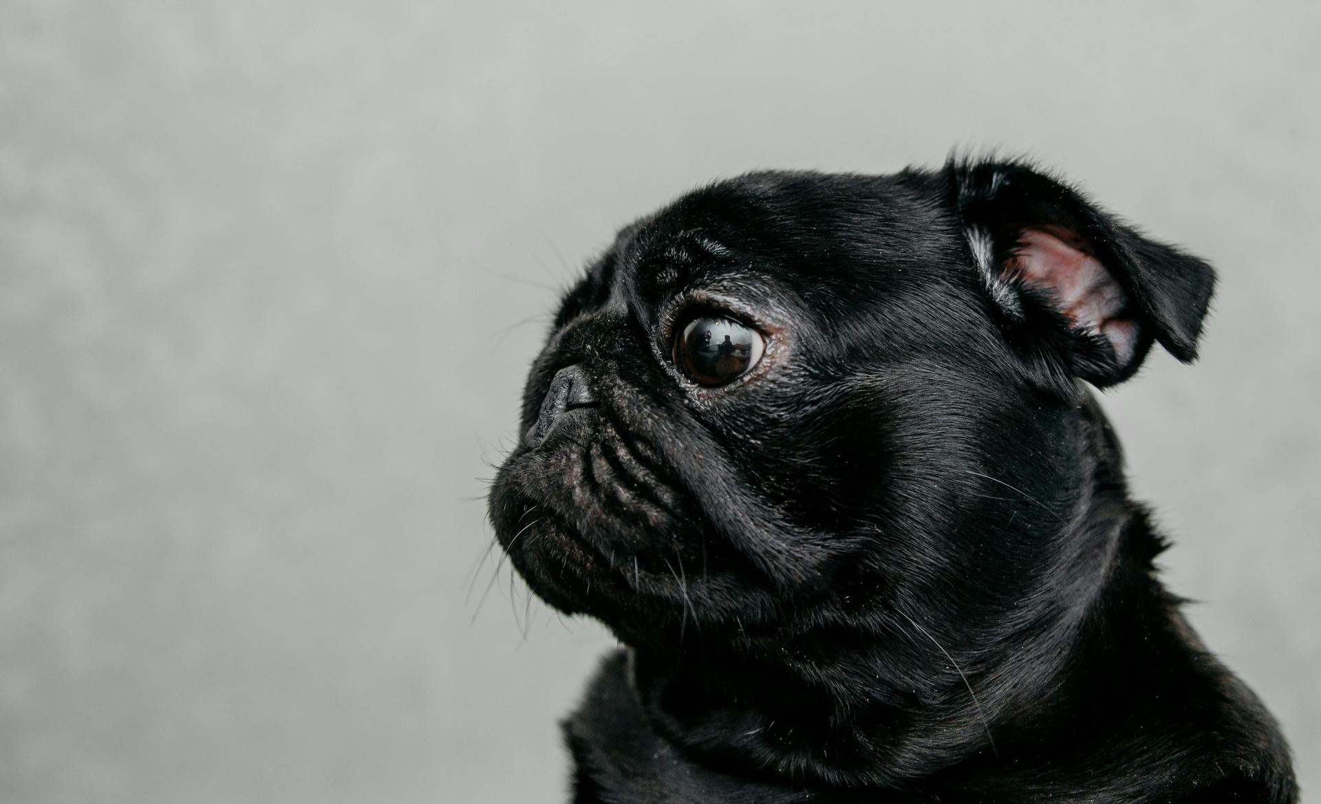 Pug Puppy | Black Color puppy in Alluri Sitharama Raju