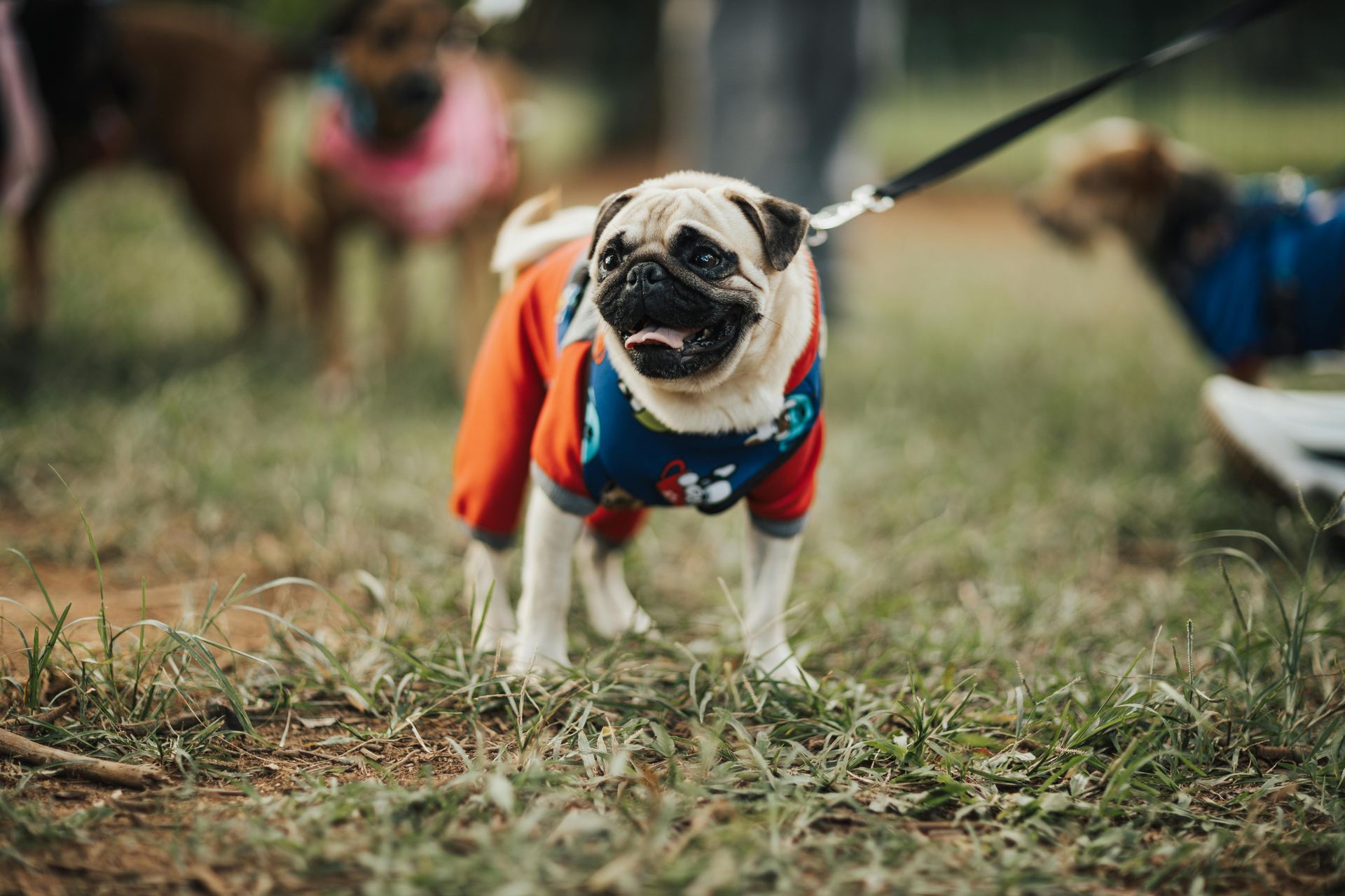 Pug Puppy | Apricot Color in Gangtok