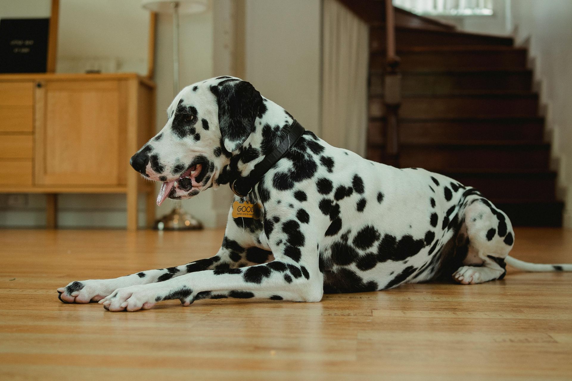 Dalmatian Puppy | Black Dots in Gangtok