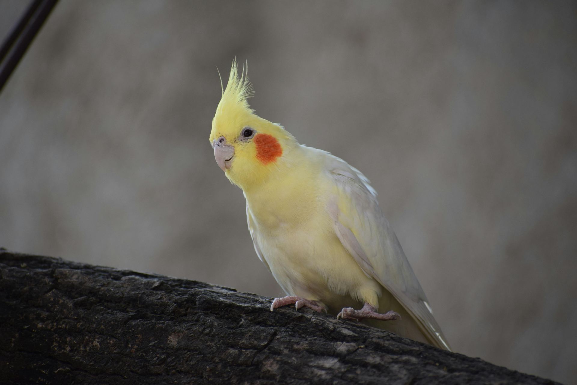 Cockatiel | Lutino available in Alluri Sitharama Raju