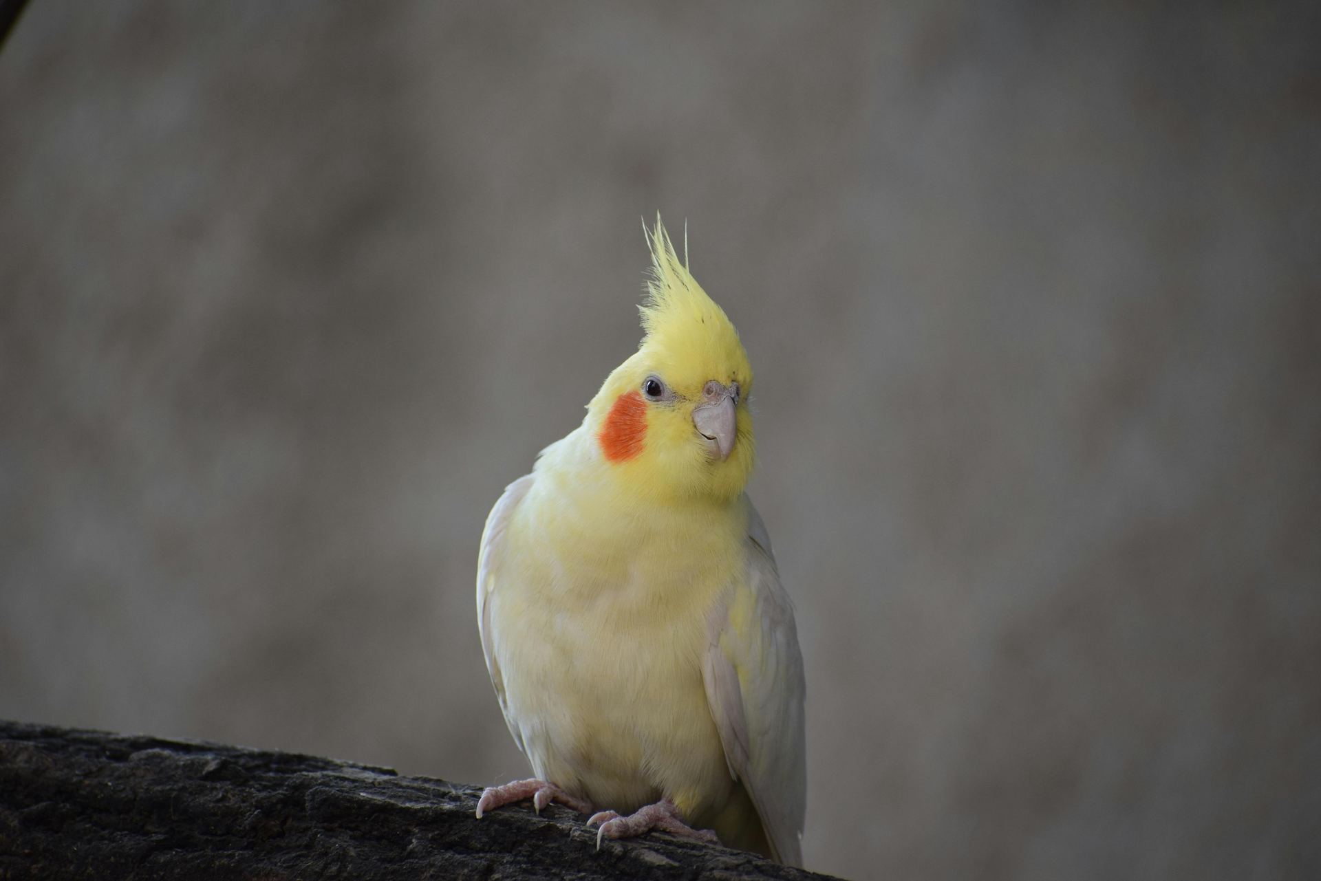 Cockatiel | Lutino in Chandigarh
