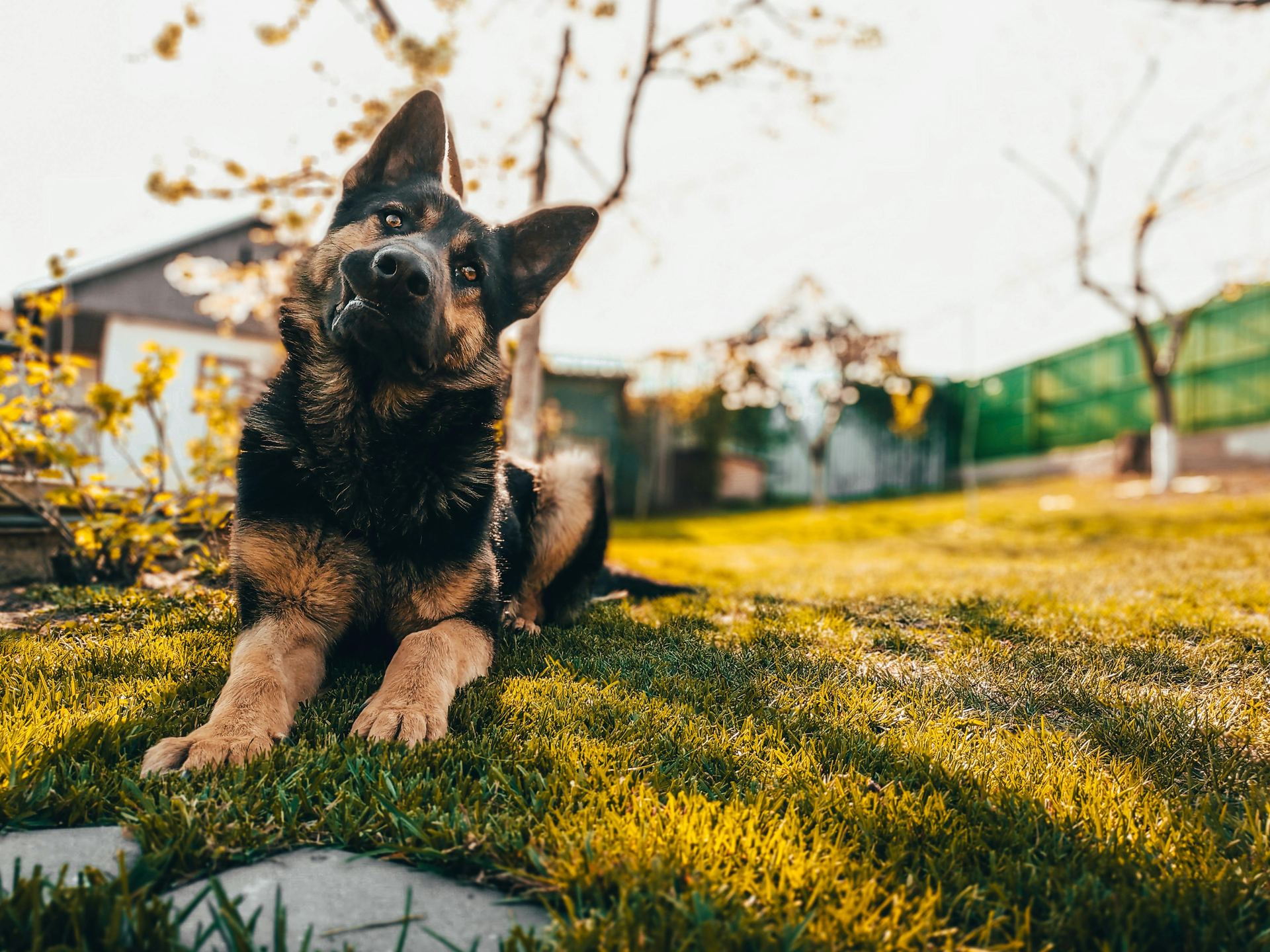 German Shepherd Puppy in Gangtok