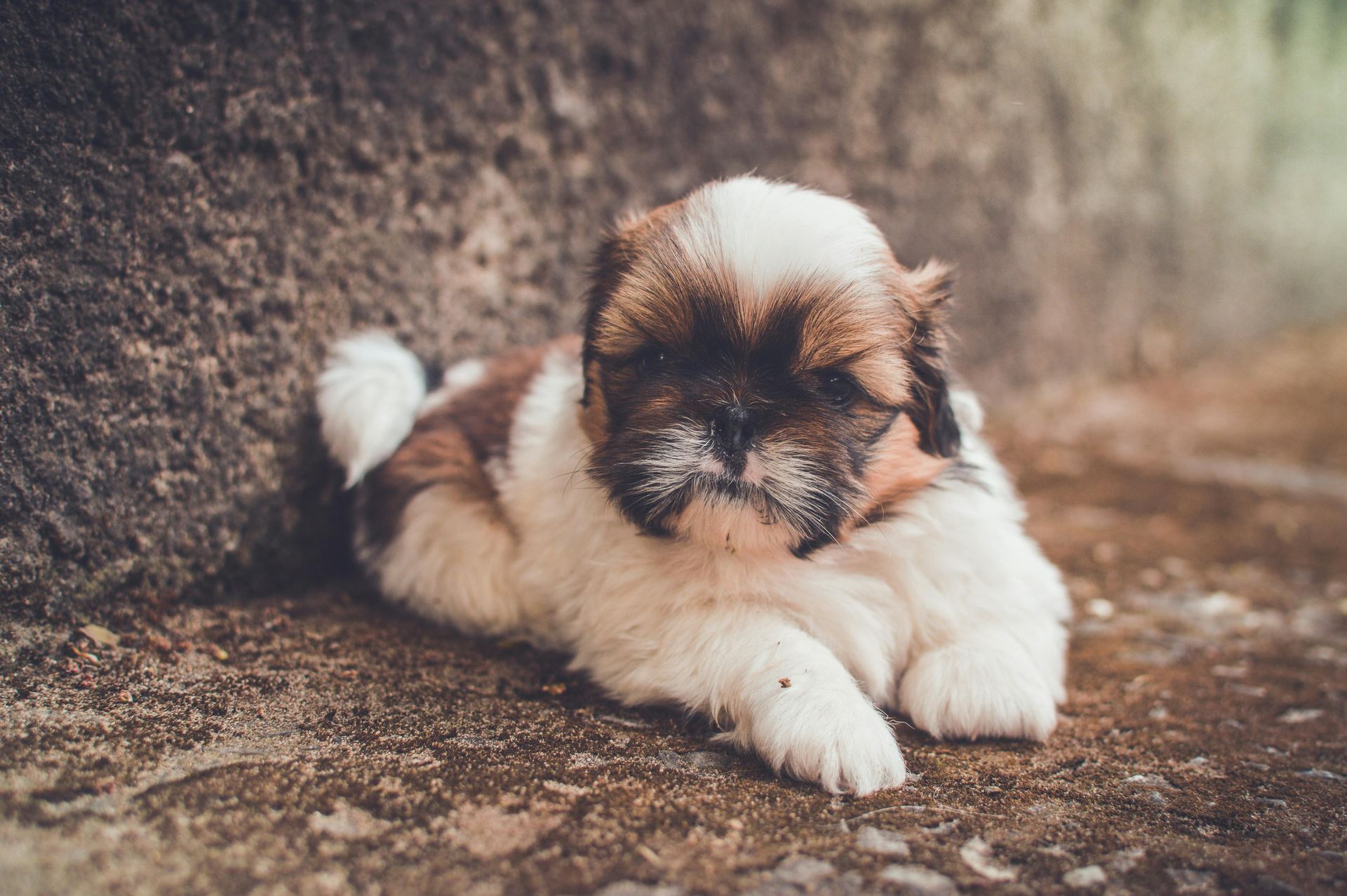 Shih Tzu | Tri Color Puppy in Gangtok