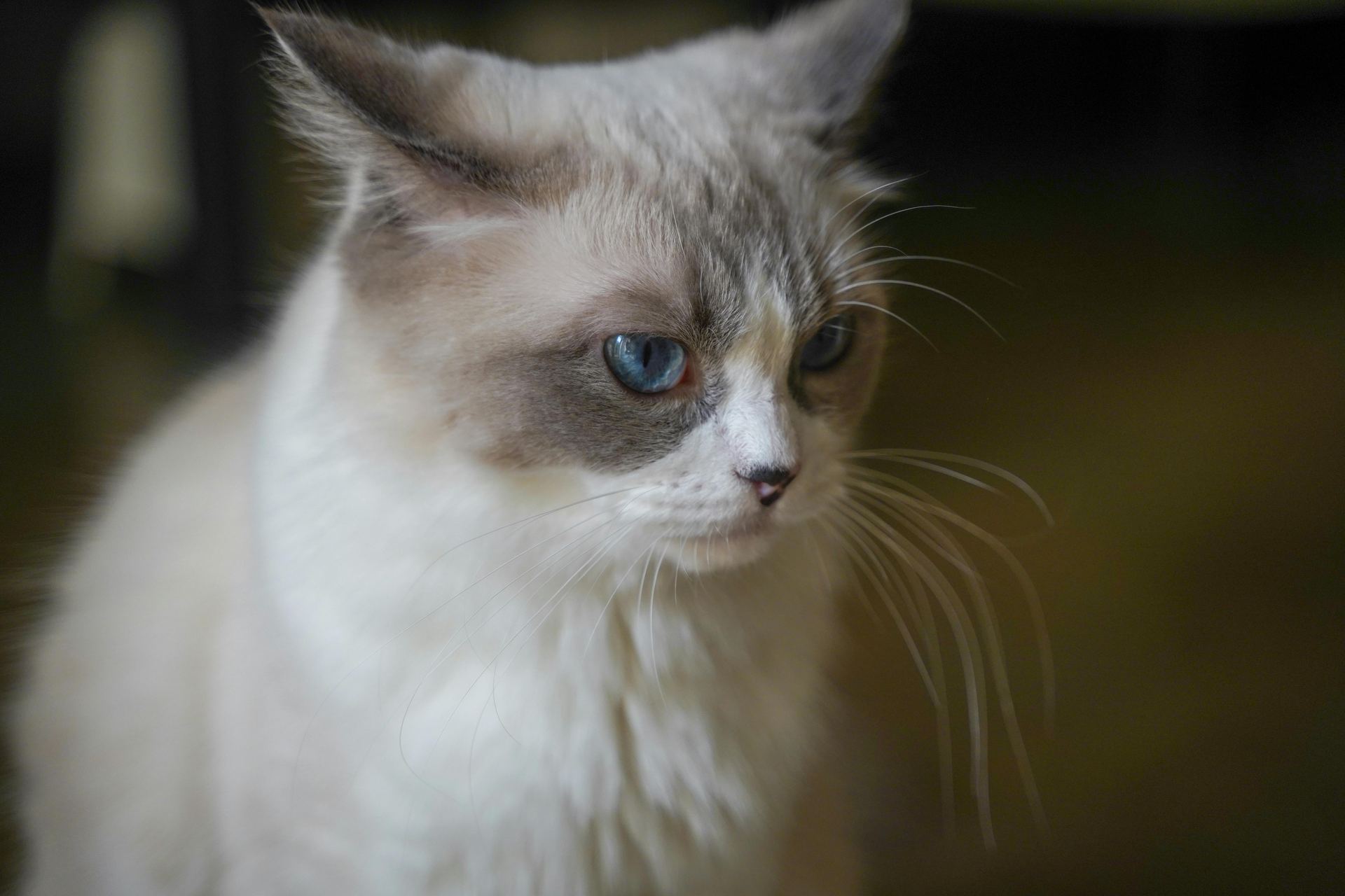 Buy Ragdoll Kittens in Anakapalli