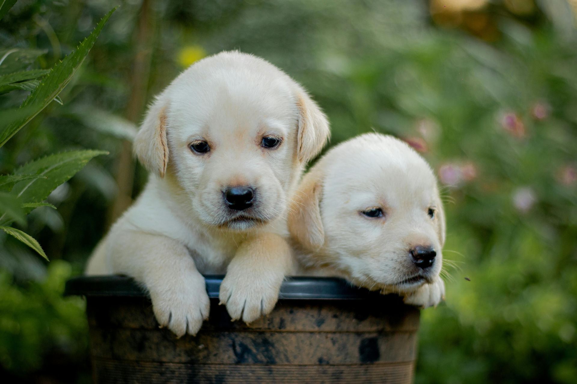Labrador Retriever Puppy | White Color in Gangtok