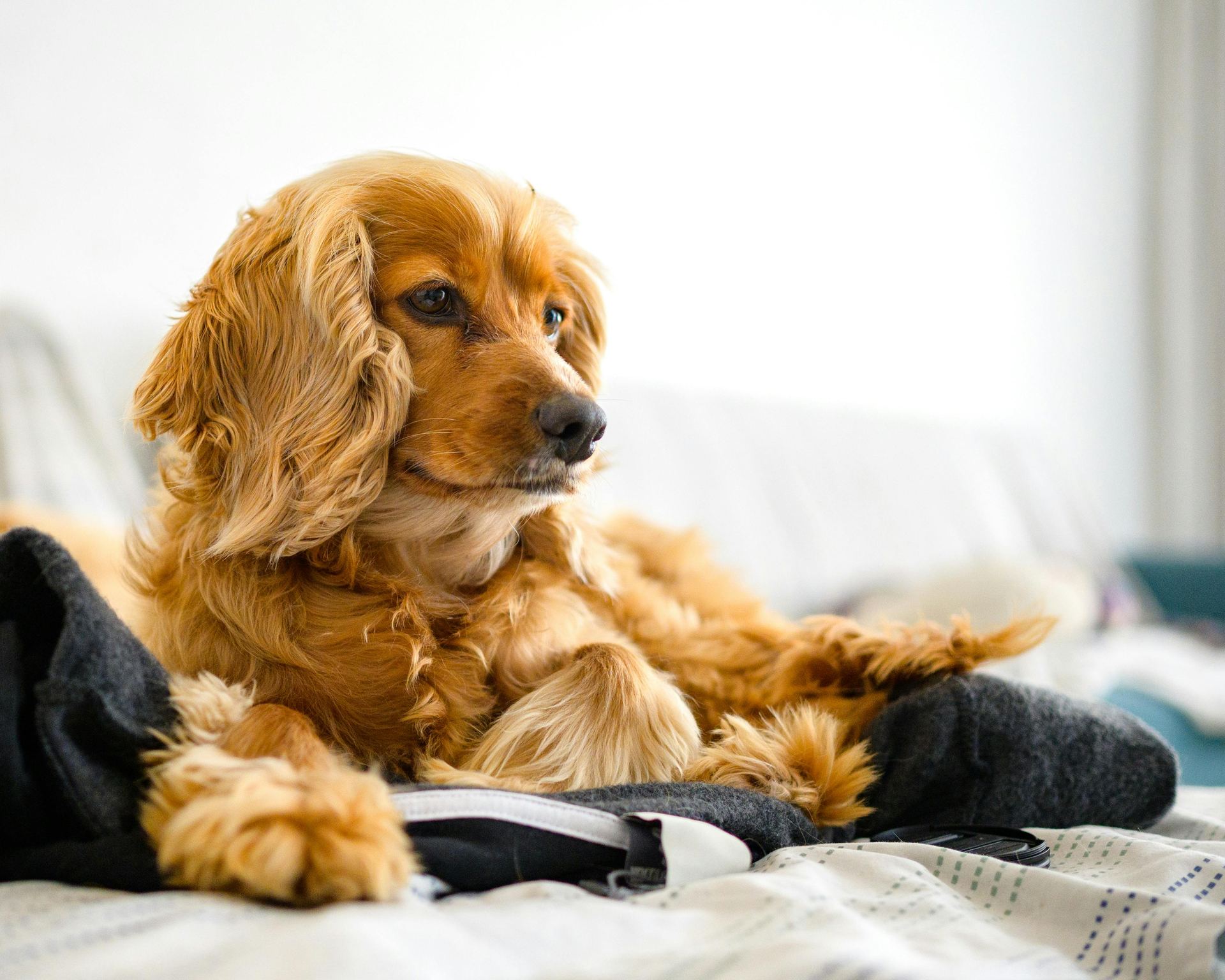 Cocker Spaniel Puppy | Golden Color in Gangtok