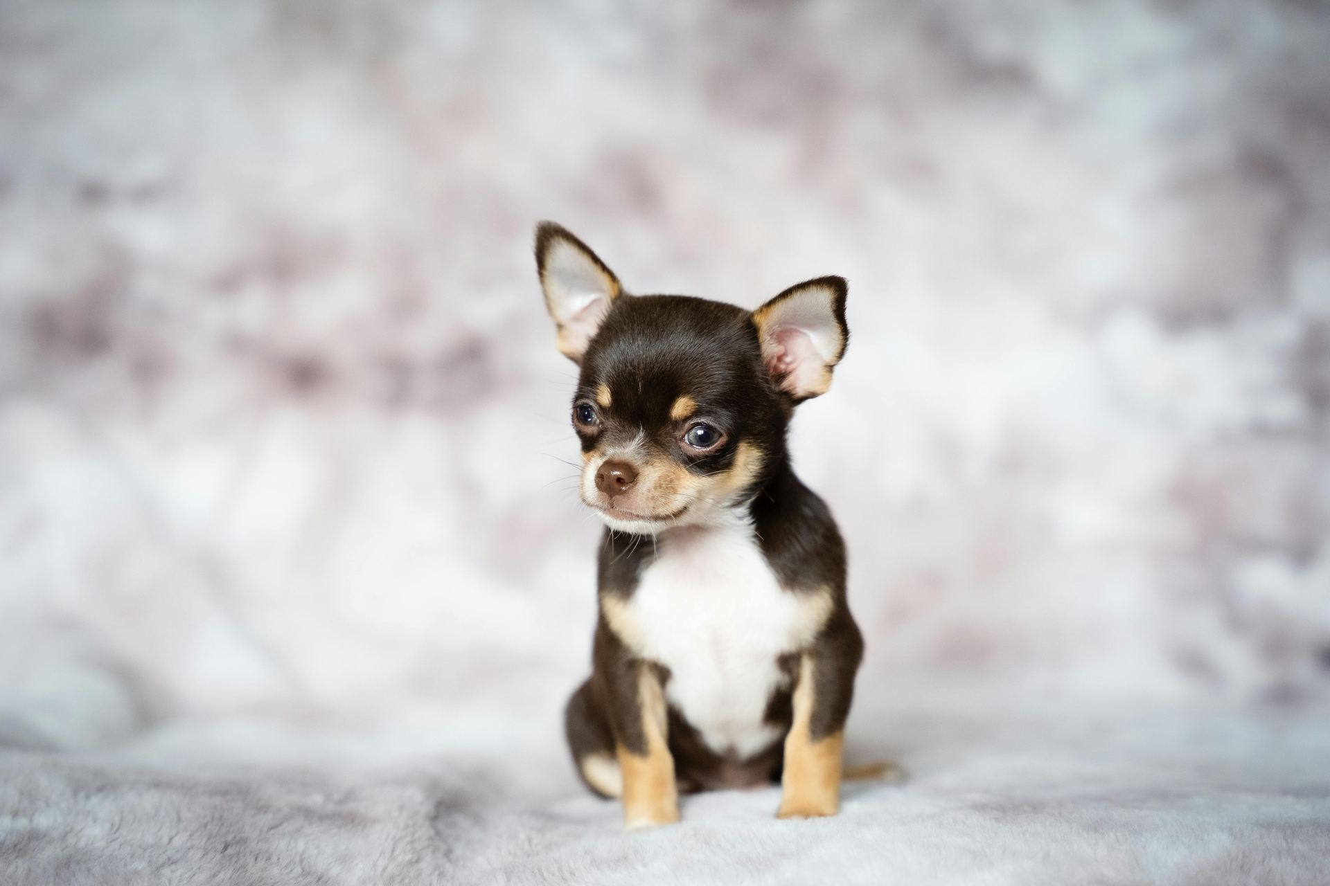 Chihuahua Puppy dog in Alluri Sitharama Raju