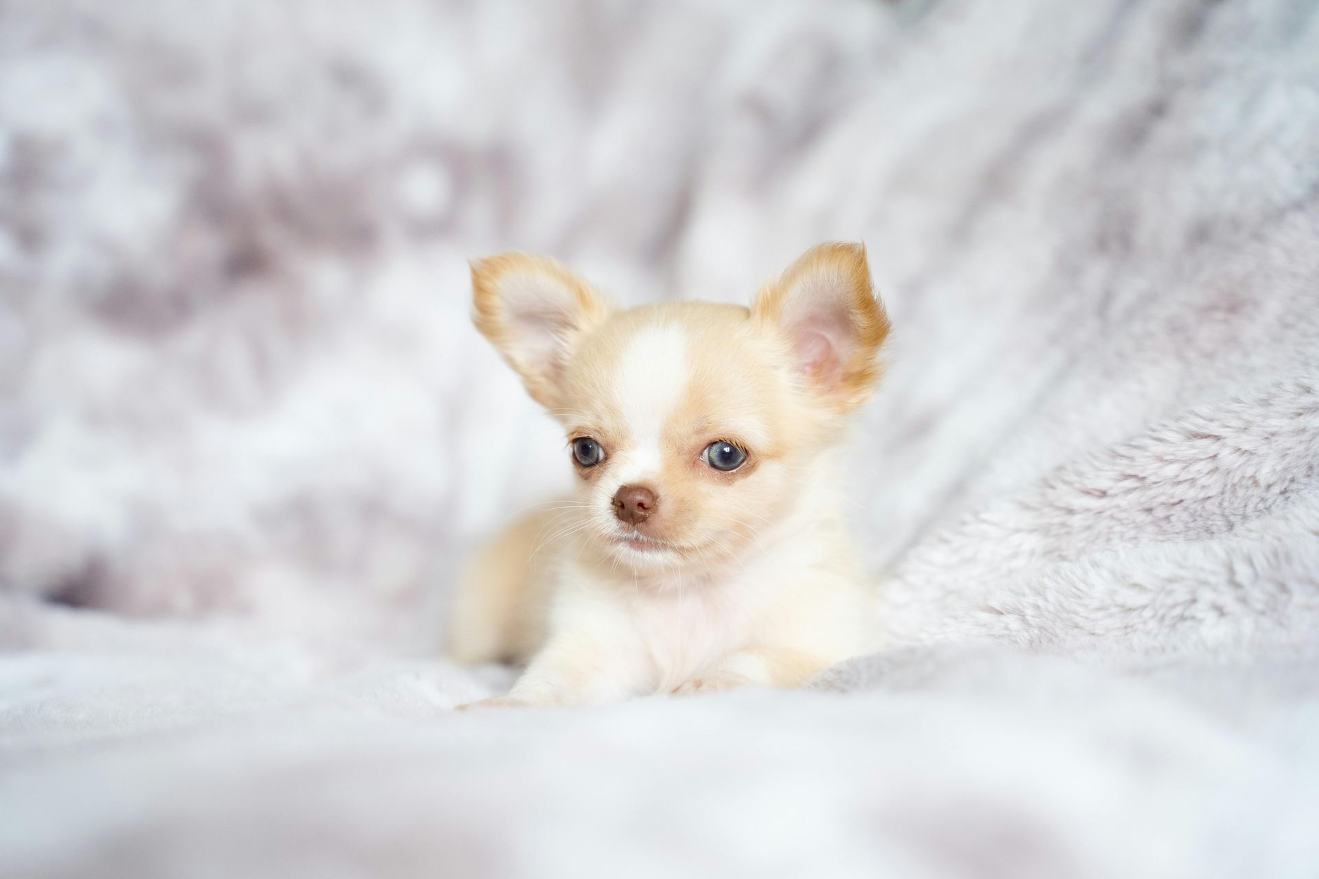 Chihuahua Puppy available in Alluri Sitharama Raju
