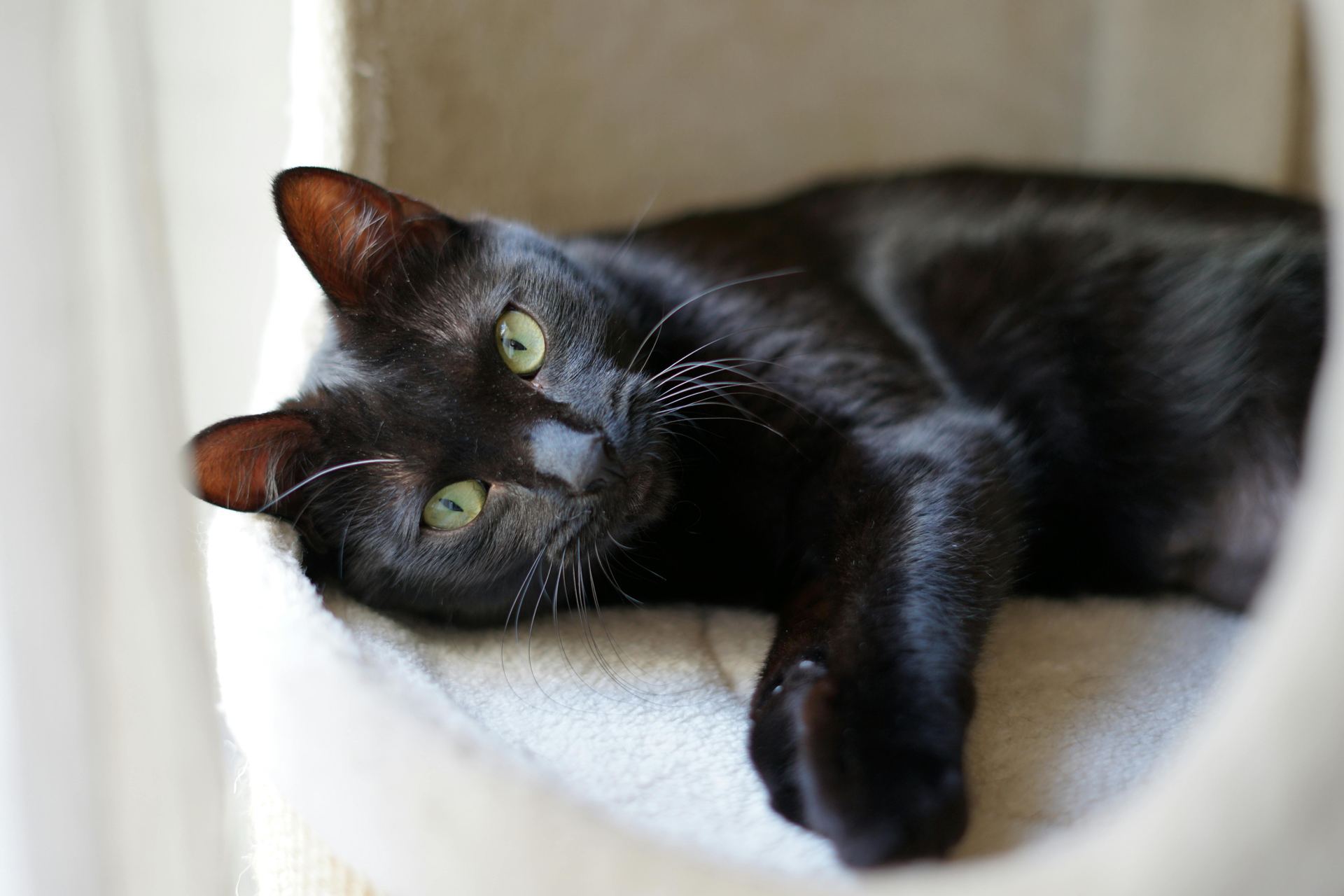 Buy Bombay Kittens in Anakapalli
