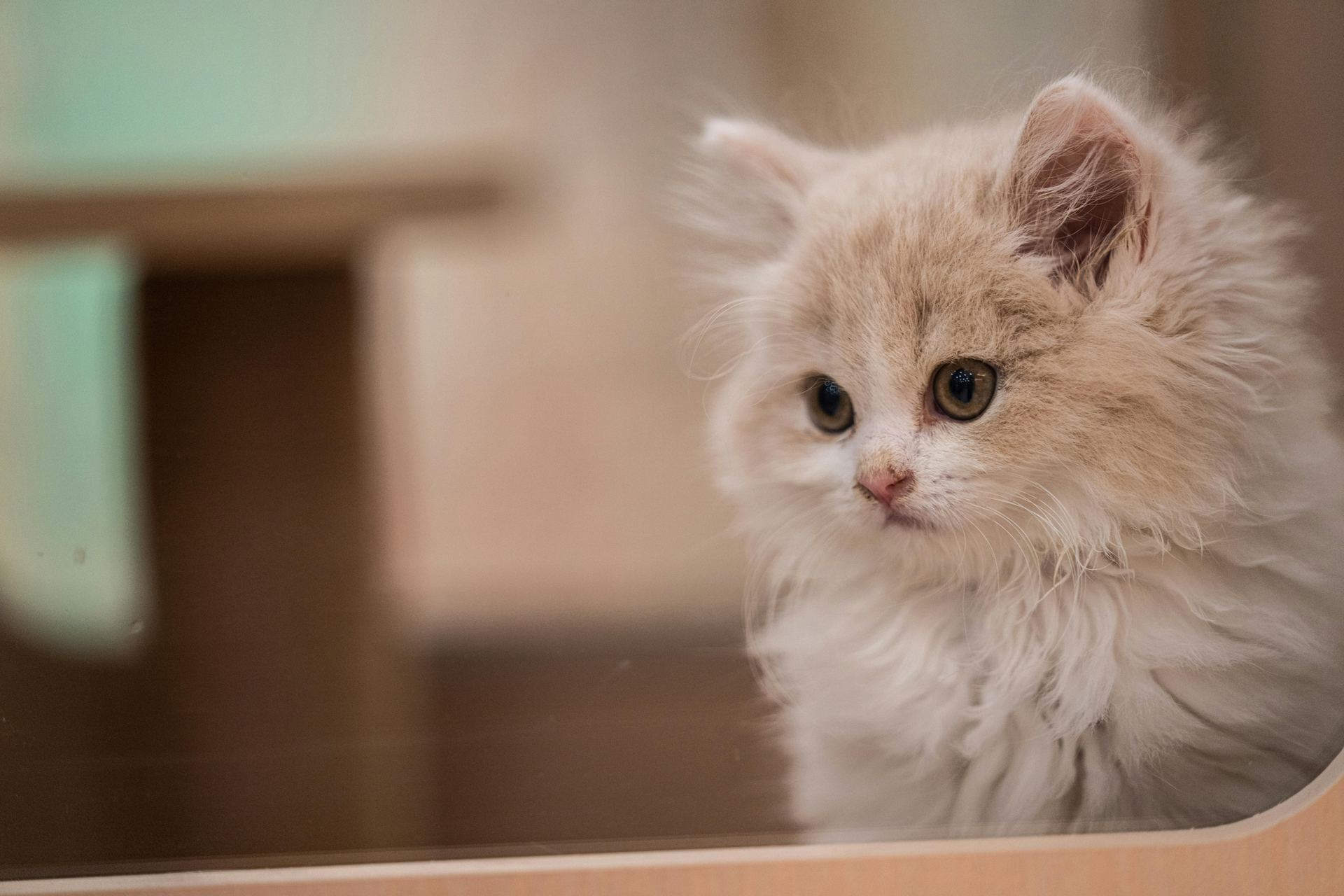 Buy Doll Face Persian Kitten in Anakapalli