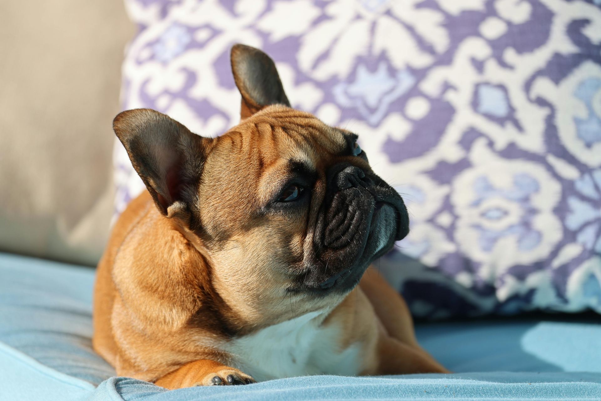 French Bulldog Puppy | Fawn in Gangtok