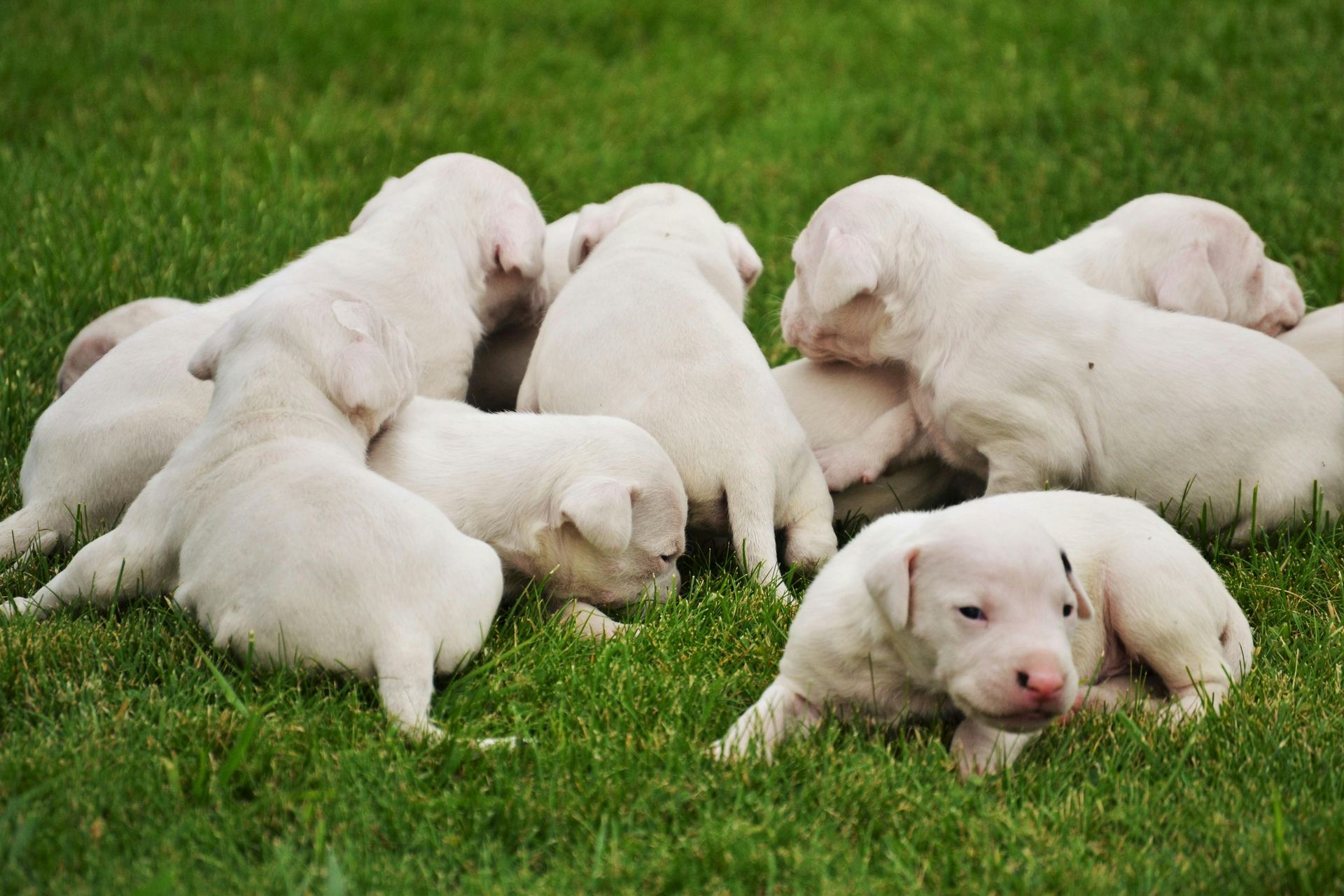 Dogo Argentino Puppy dog in Alluri Sitharama Raju