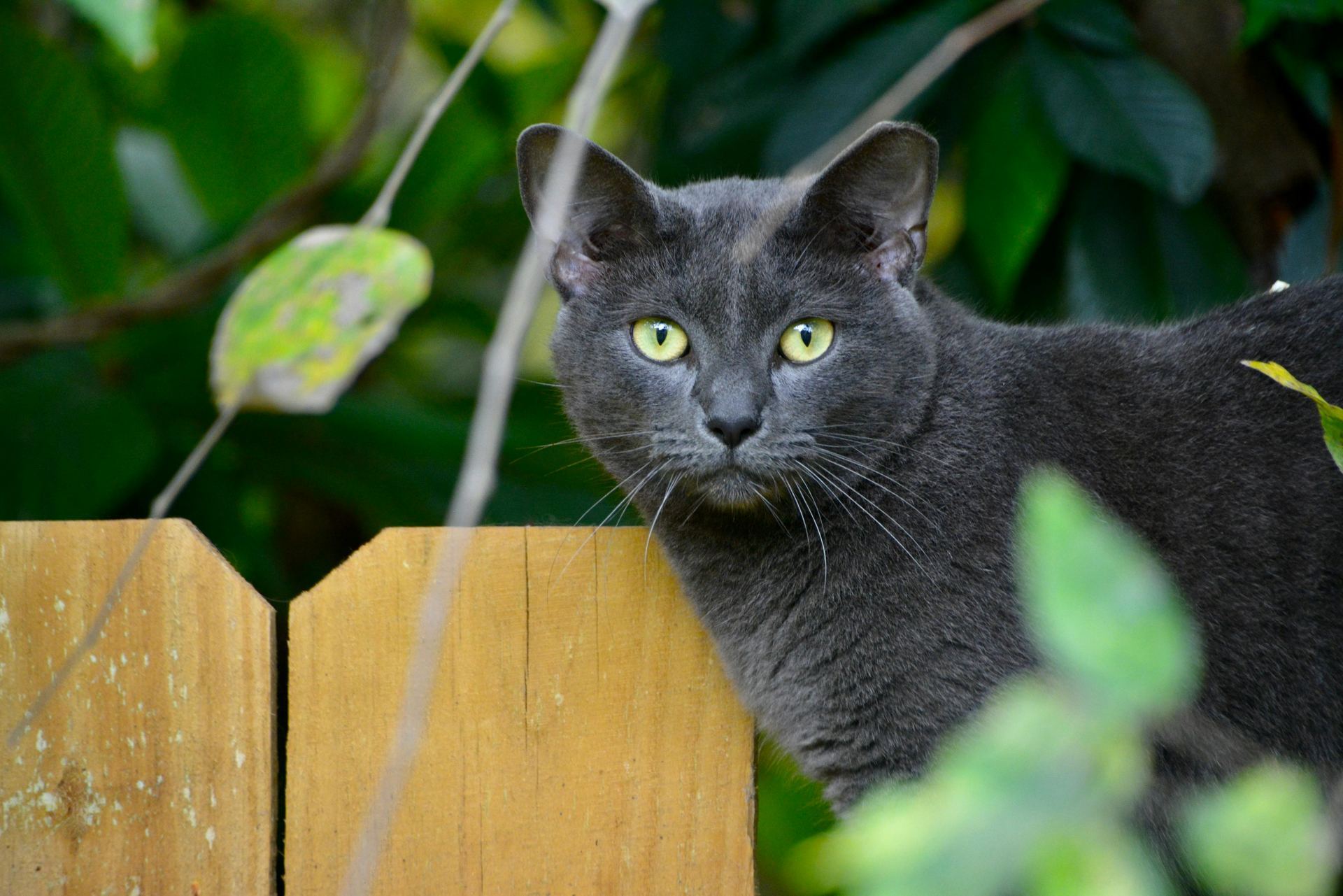 Buy Russian Blue Kitten in Alluri Sitharama Raju