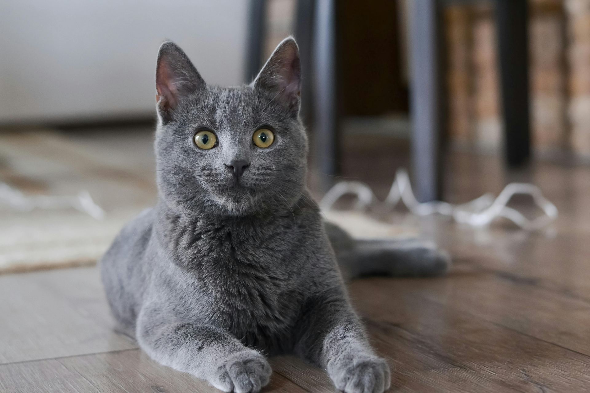 Russian Blue Kitten in Bagalkote