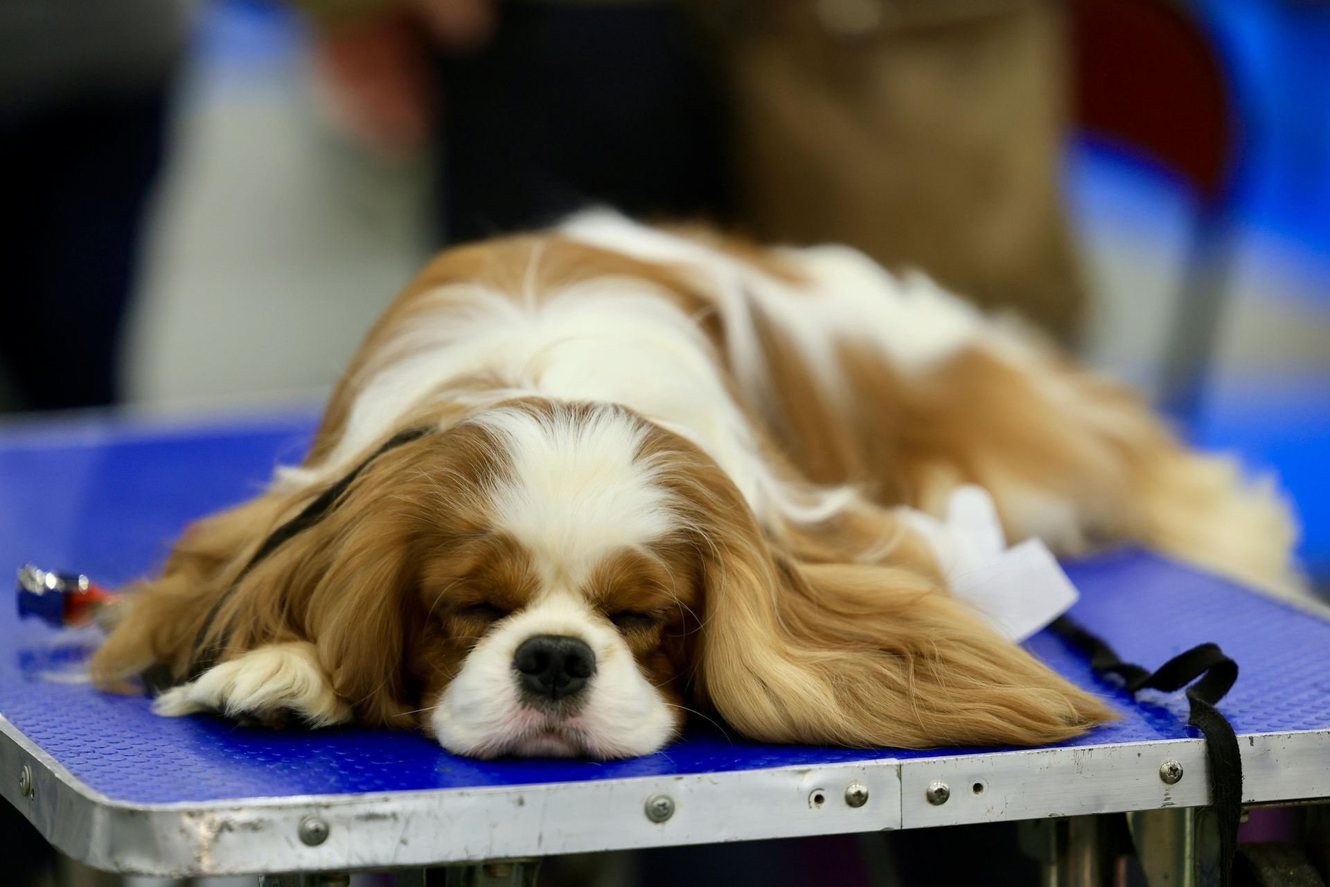 Cavalier King Charles Spaniel Puppy in Gangtok