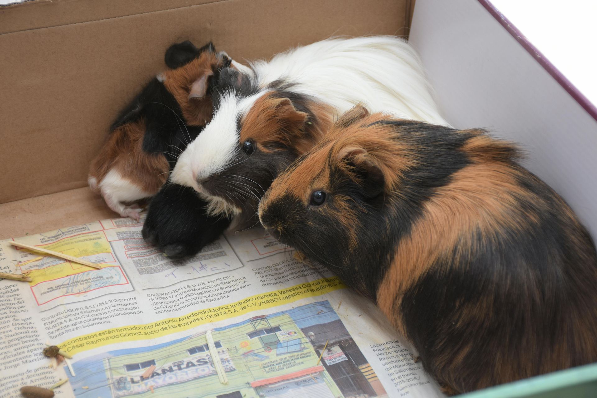 Buy Guinea Pig Babies in Eluru