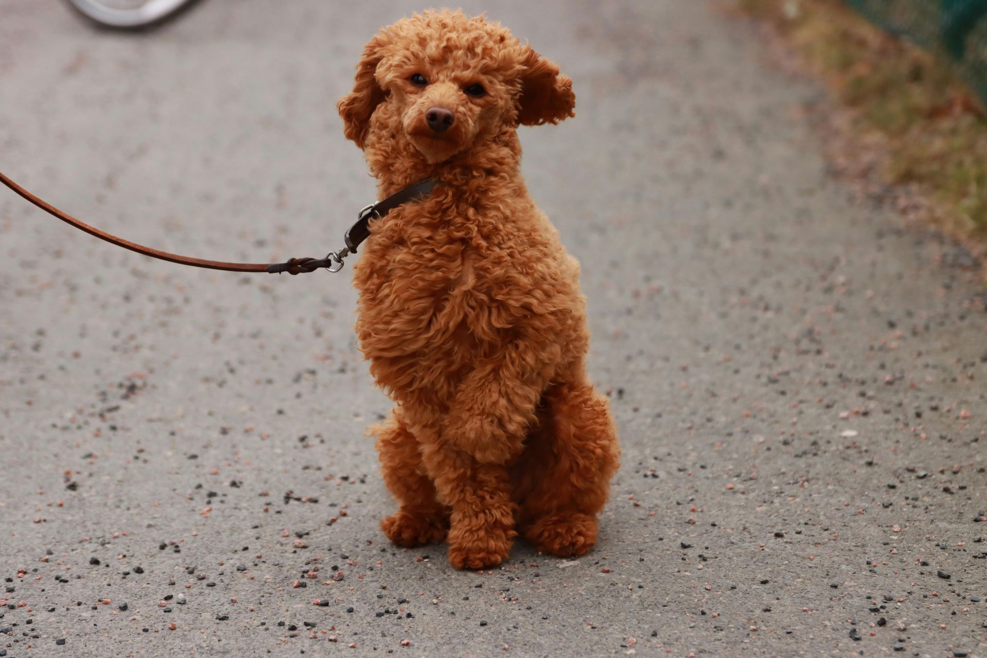 Standard Poodle Puppy breeder in Koderma - Photo 3