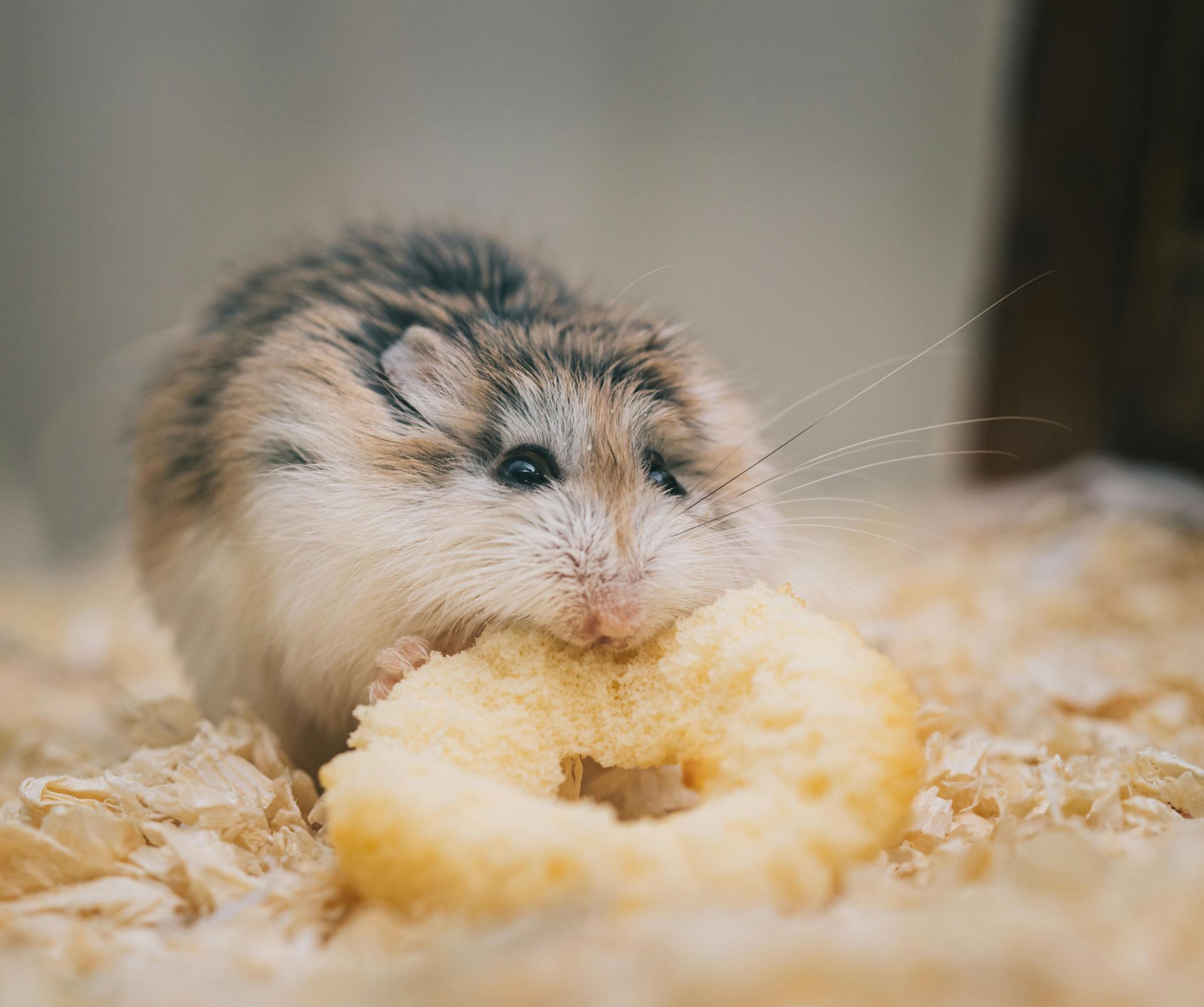 Buy Hamsters in Anakapalli