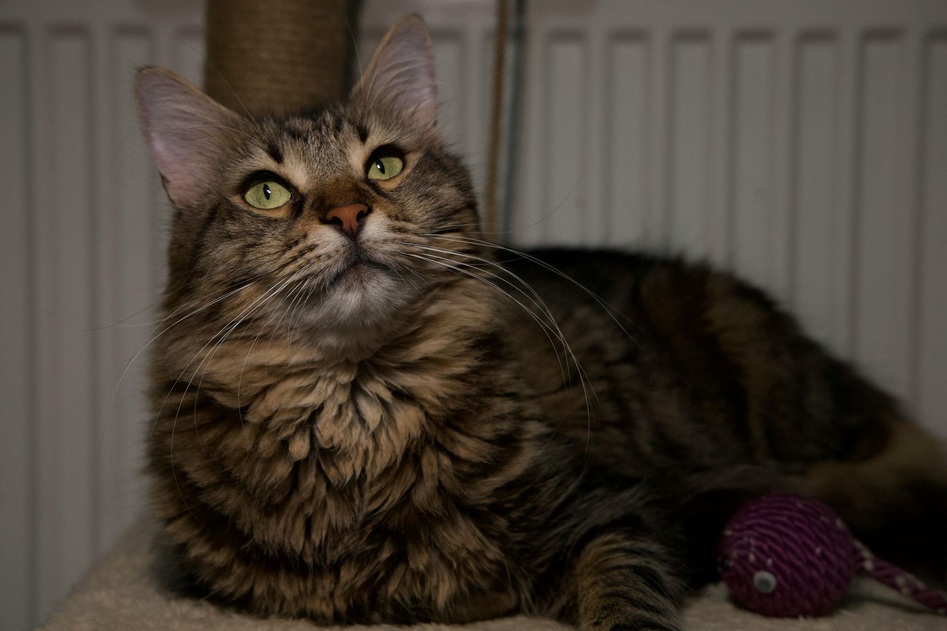 Maine Coon Kitten kitten available in Anakapalli