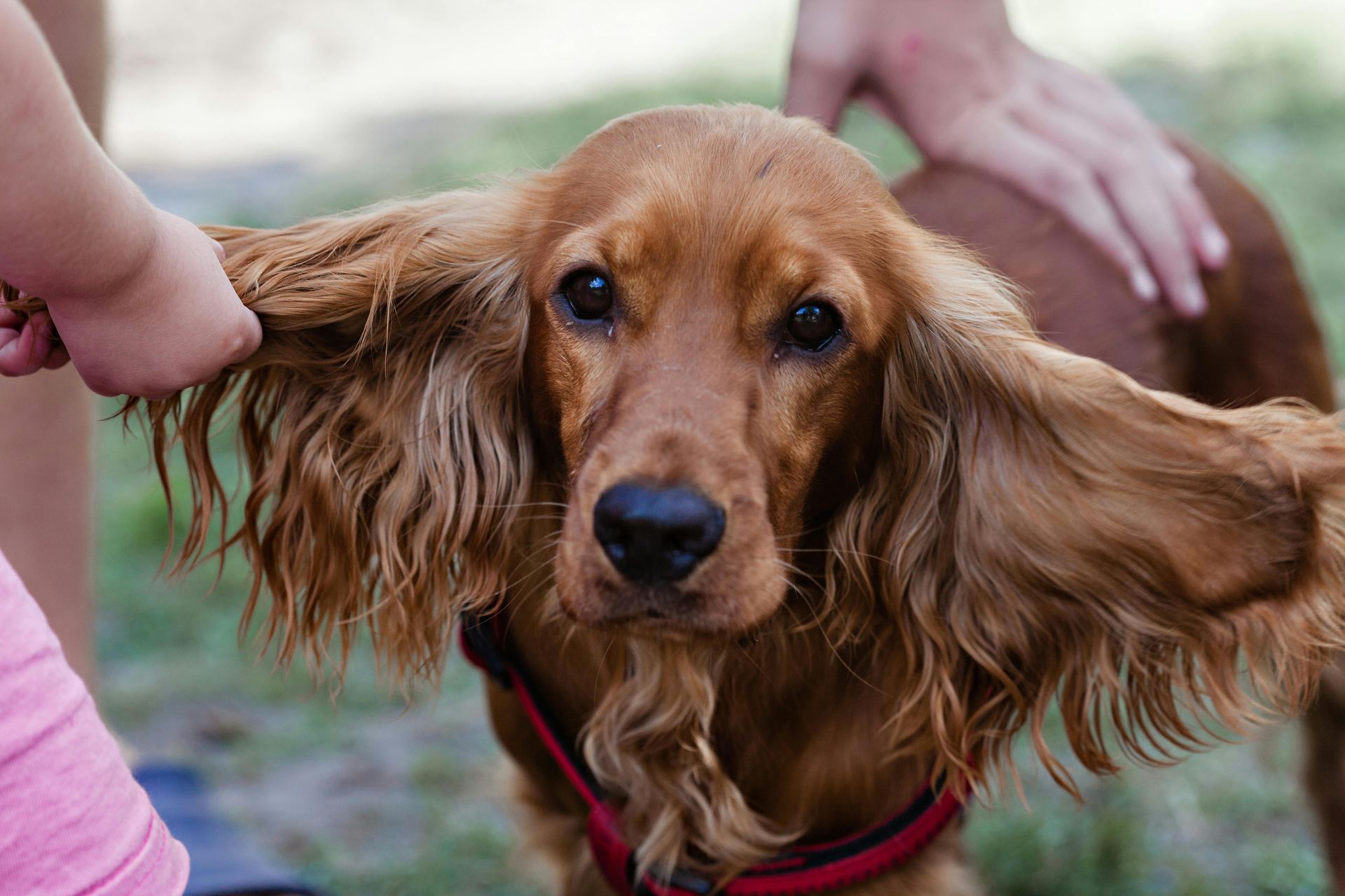 Cocker Spaniel Puppy | Chocolate Brown Color in Gangtok