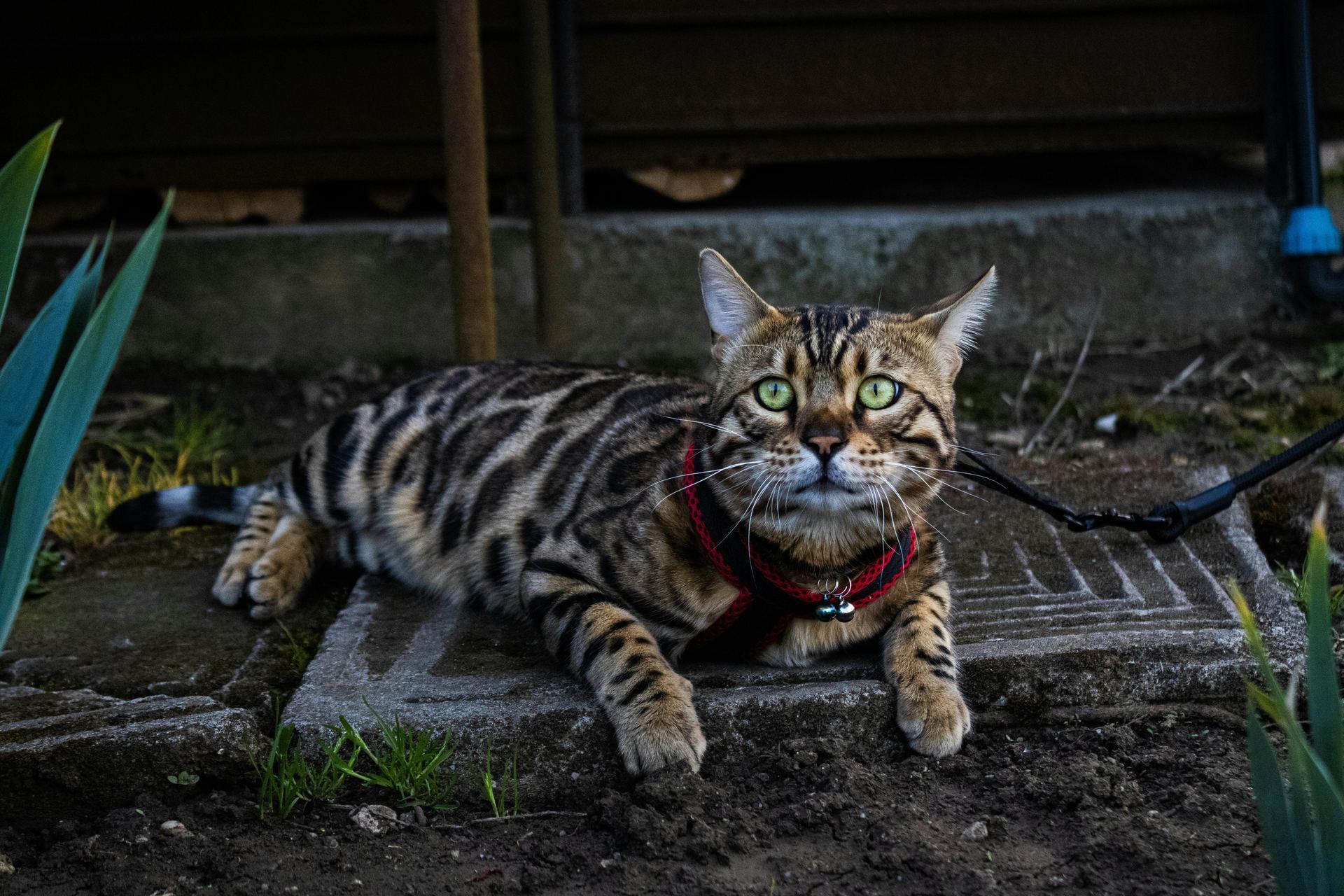 Bengal Kittens in Bagalkote