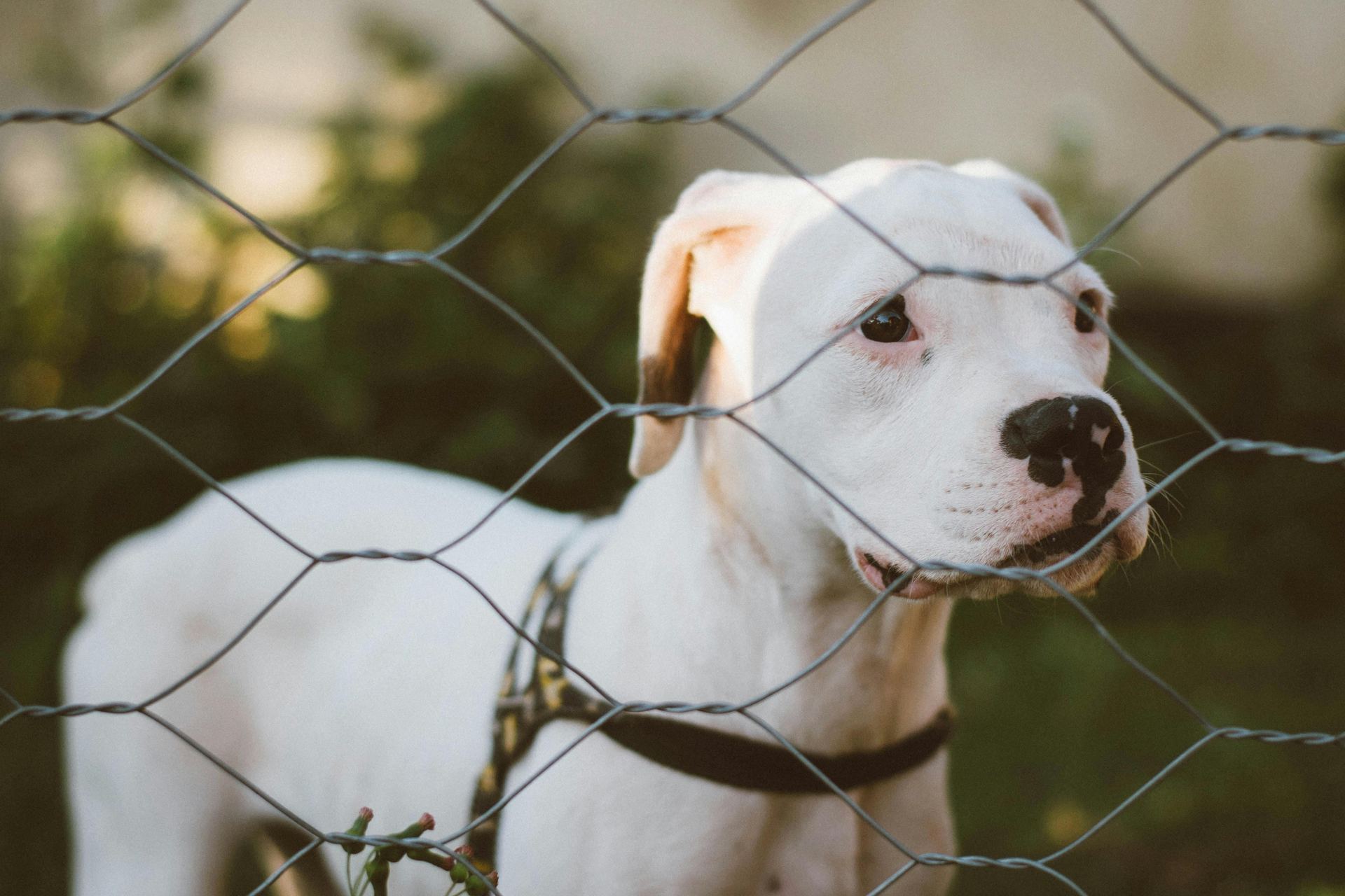 Dogo Argentino Puppy puppy in Alluri Sitharama Raju