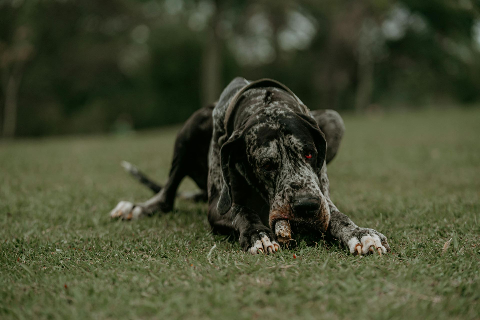 Great Dane Puppy dog in Alluri Sitharama Raju