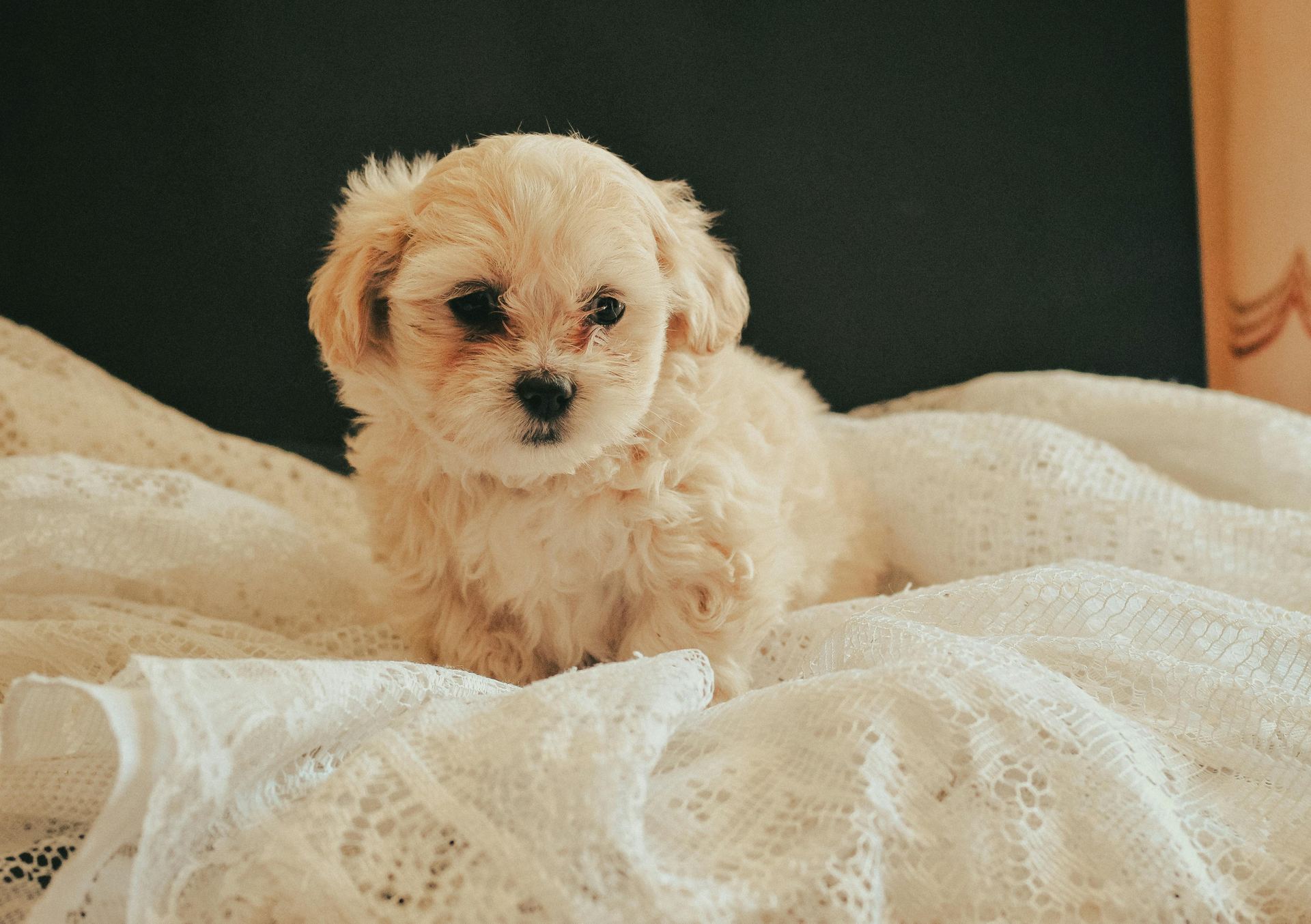 Maltipoo Puppy dog in Koderma