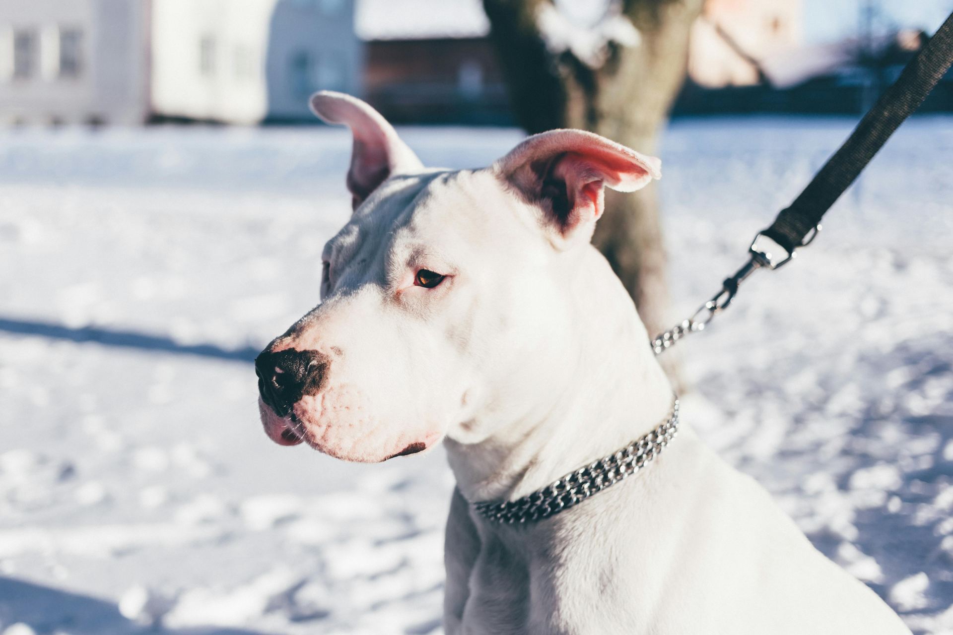 Dogo Argentino Puppy in Gangtok