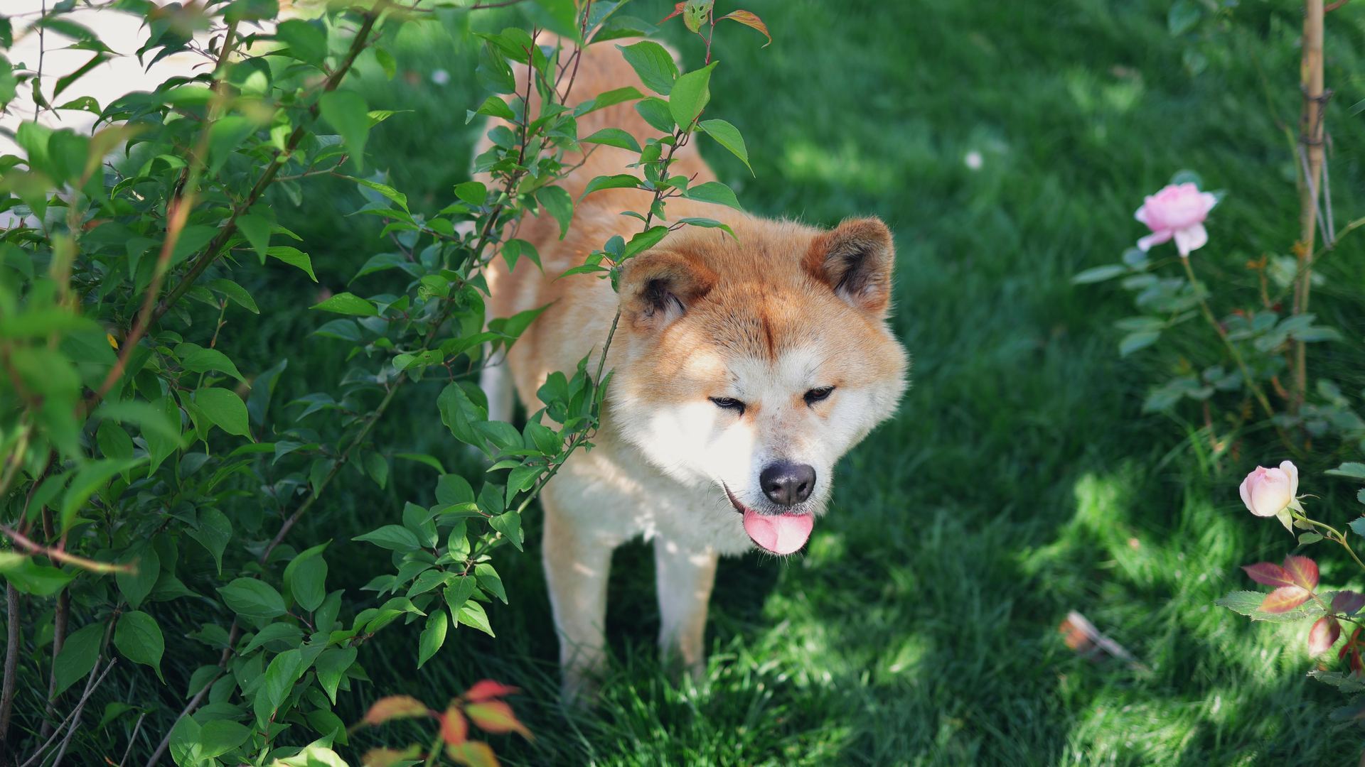 Akita Inu Puppy available in Munger