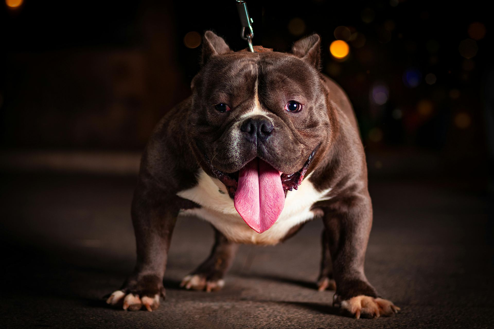 American Bully | Standard Size Puppy dog in Alluri Sitharama Raju