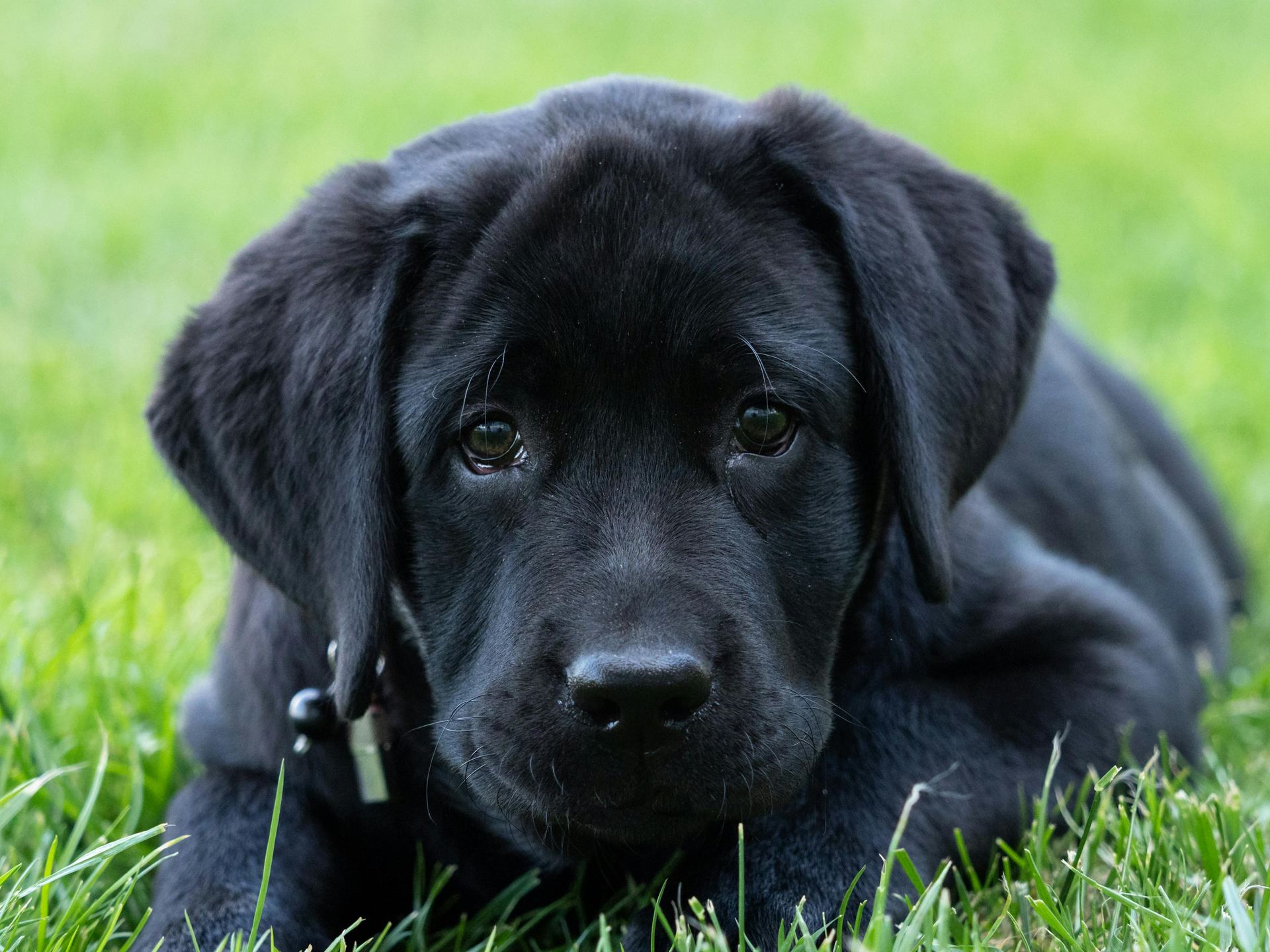Labrador Retriever Puppy | Black Color in Gangtok
