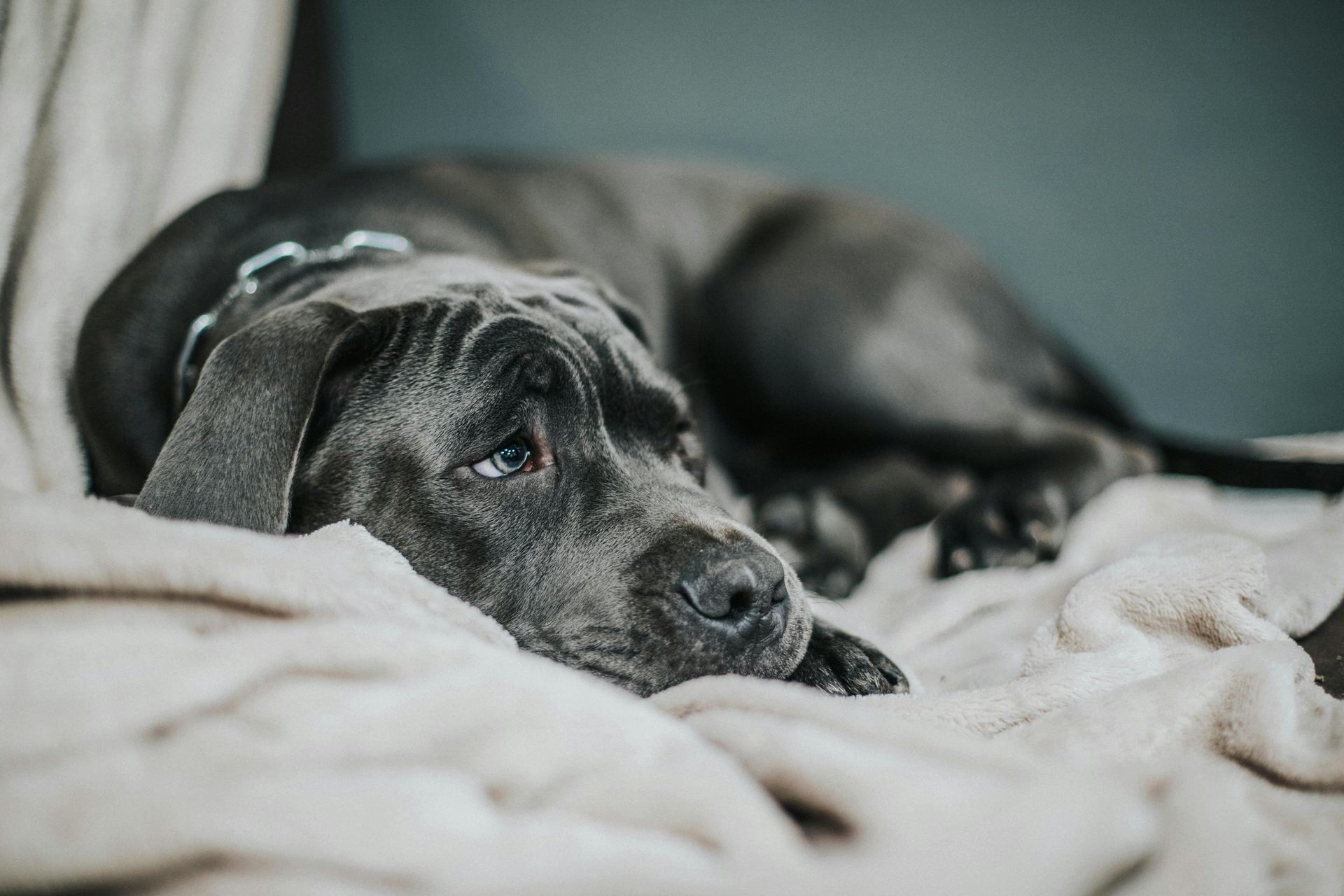 Cane Corso Puppy puppy in Alluri Sitharama Raju