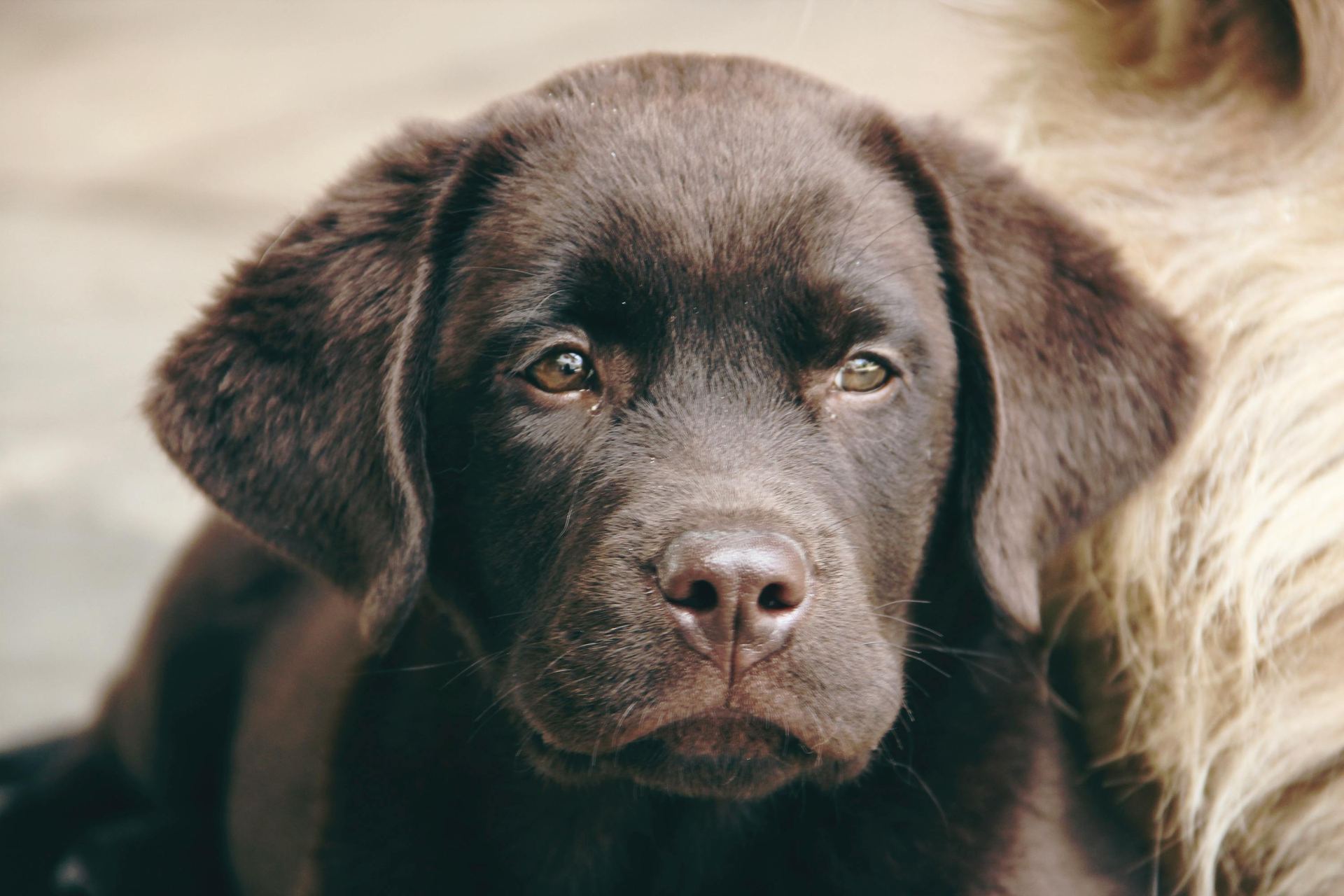 Labrador Retriever Chocolate Puppy in Gangtok