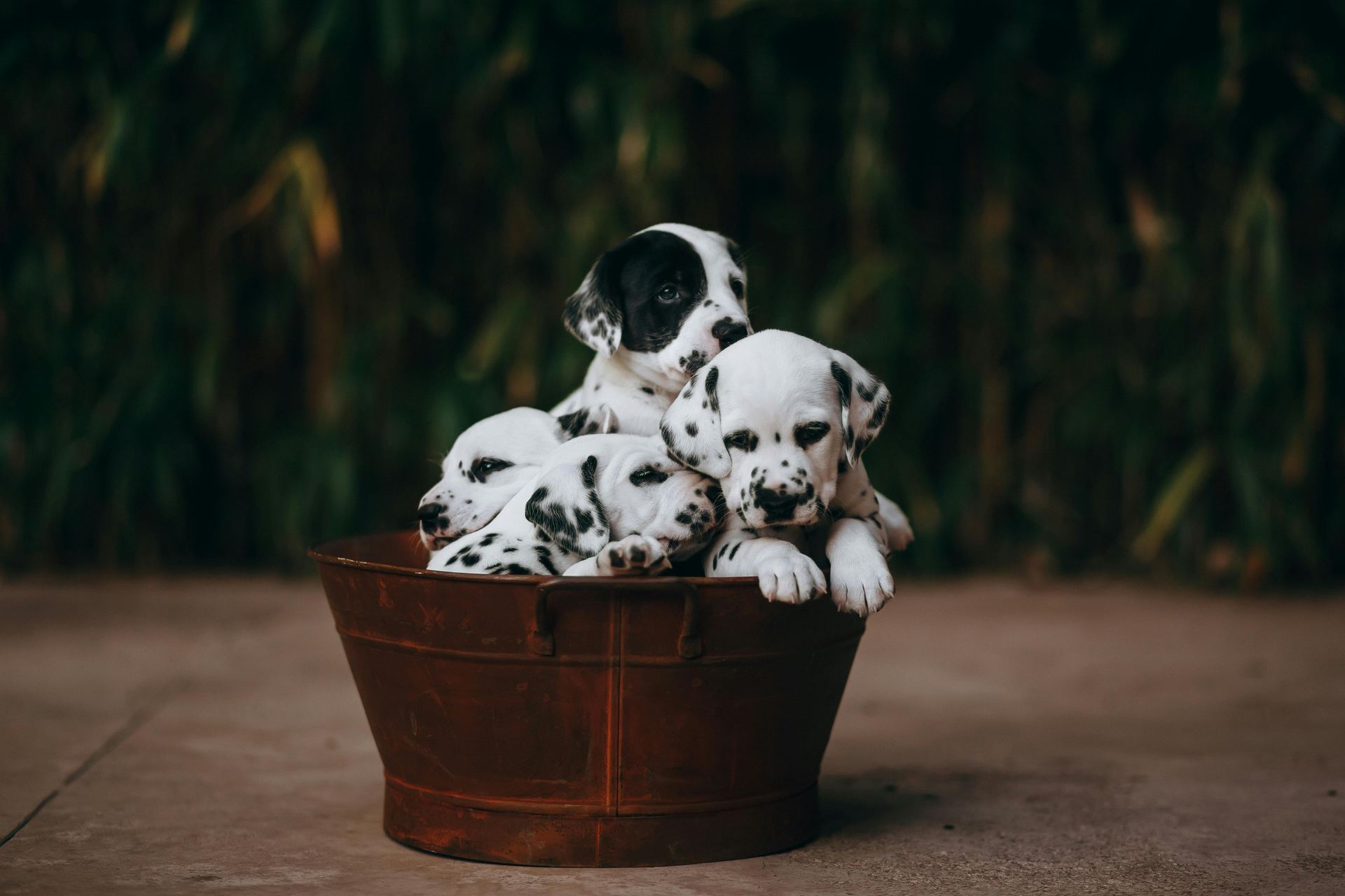 Dalmatian Puppy | Black Dots puppy or kitten in Koderma - Photo 1