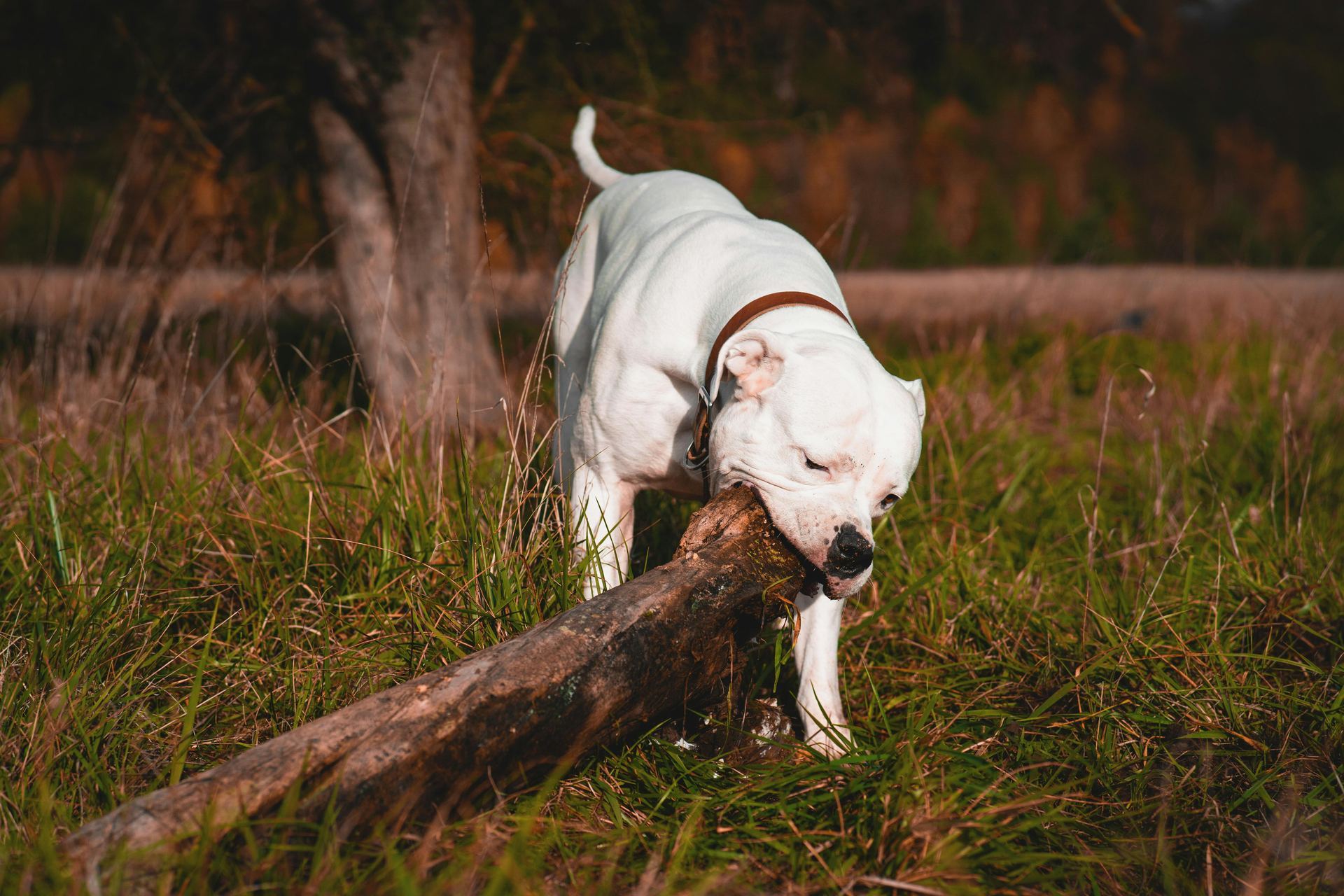 Dogo Argentino Puppy available in Alluri Sitharama Raju
