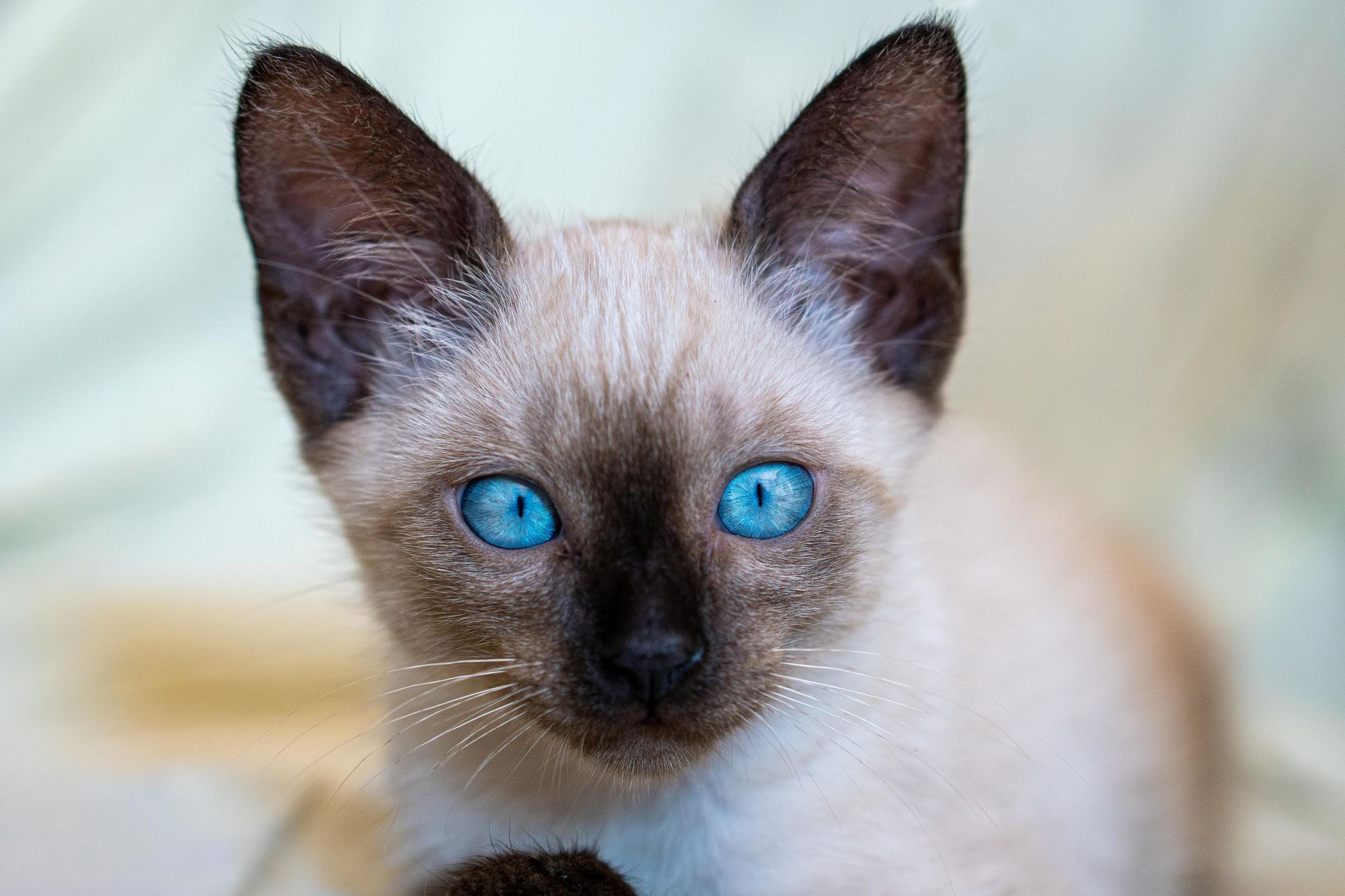 Buy Siamese Kitten in Alluri Sitharama Raju