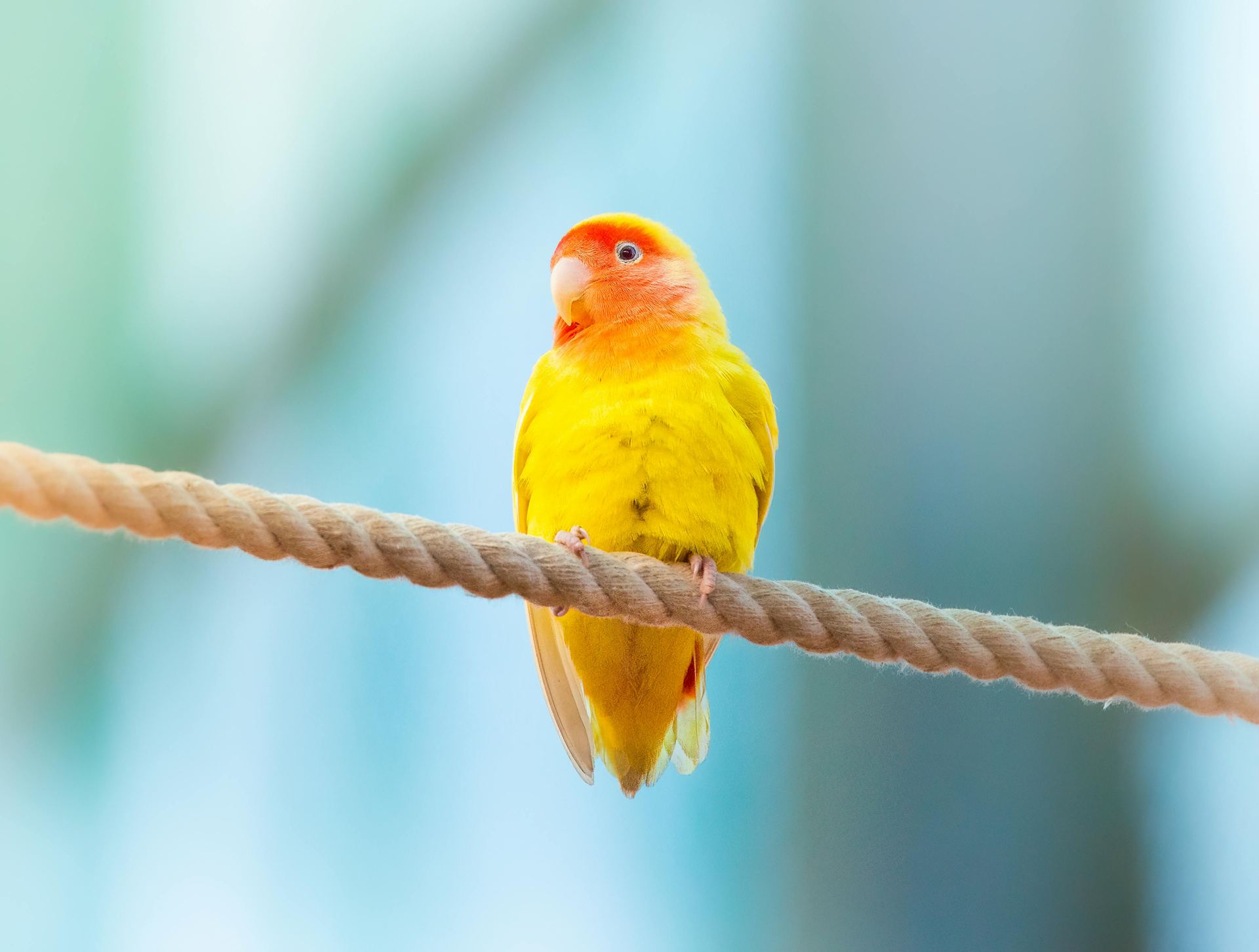 African Love Birds | Yellow & Orange available in Alluri Sitharama Raju