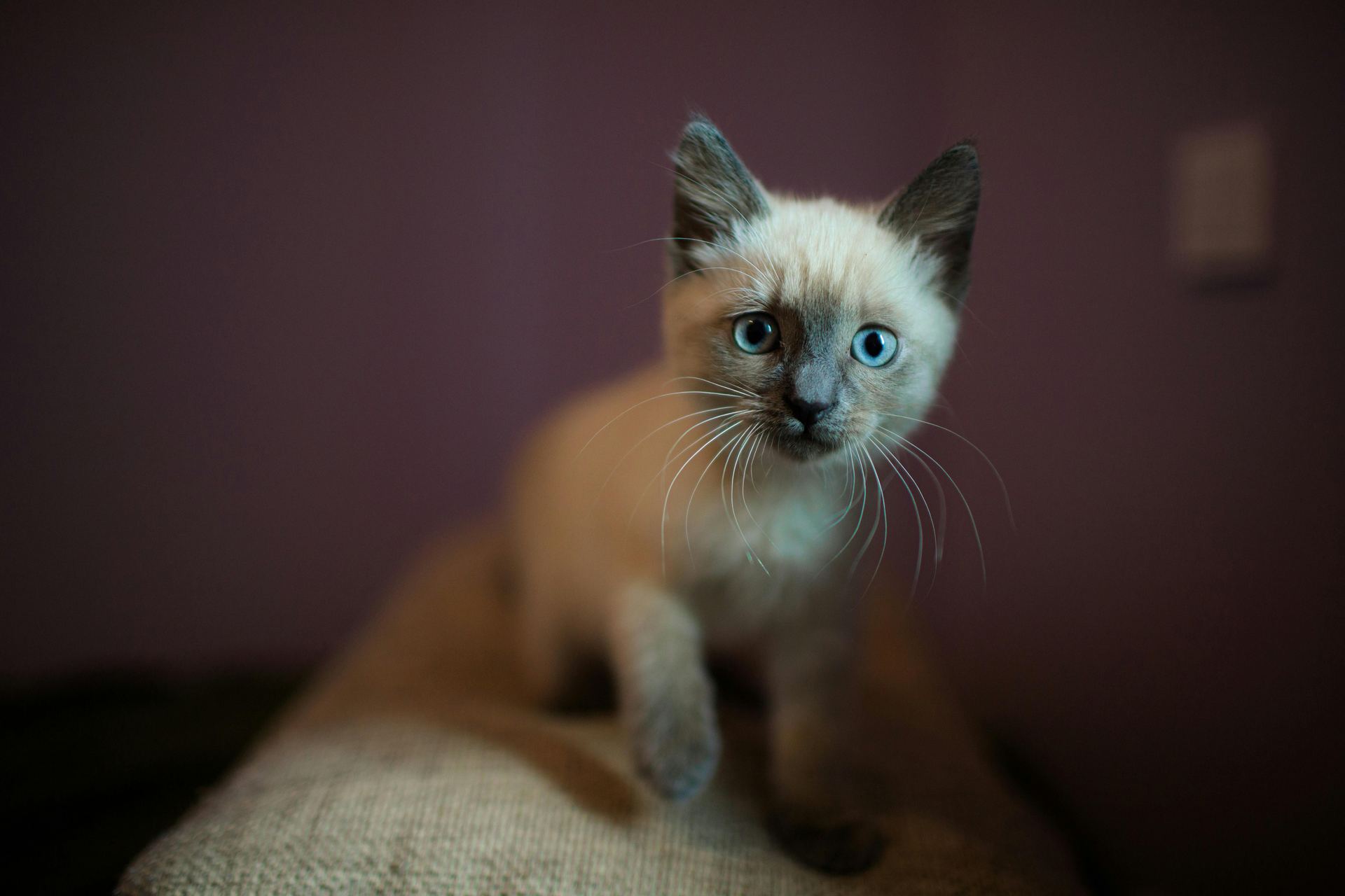 Siamese Kitten cat in Alluri Sitharama Raju