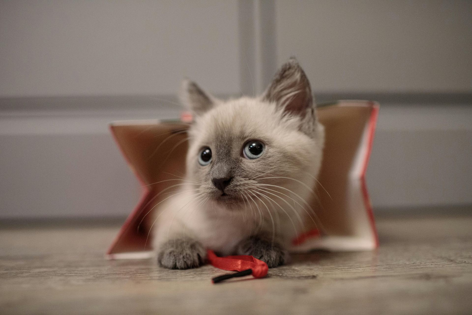 Himalayan Kittens in Bagalkote